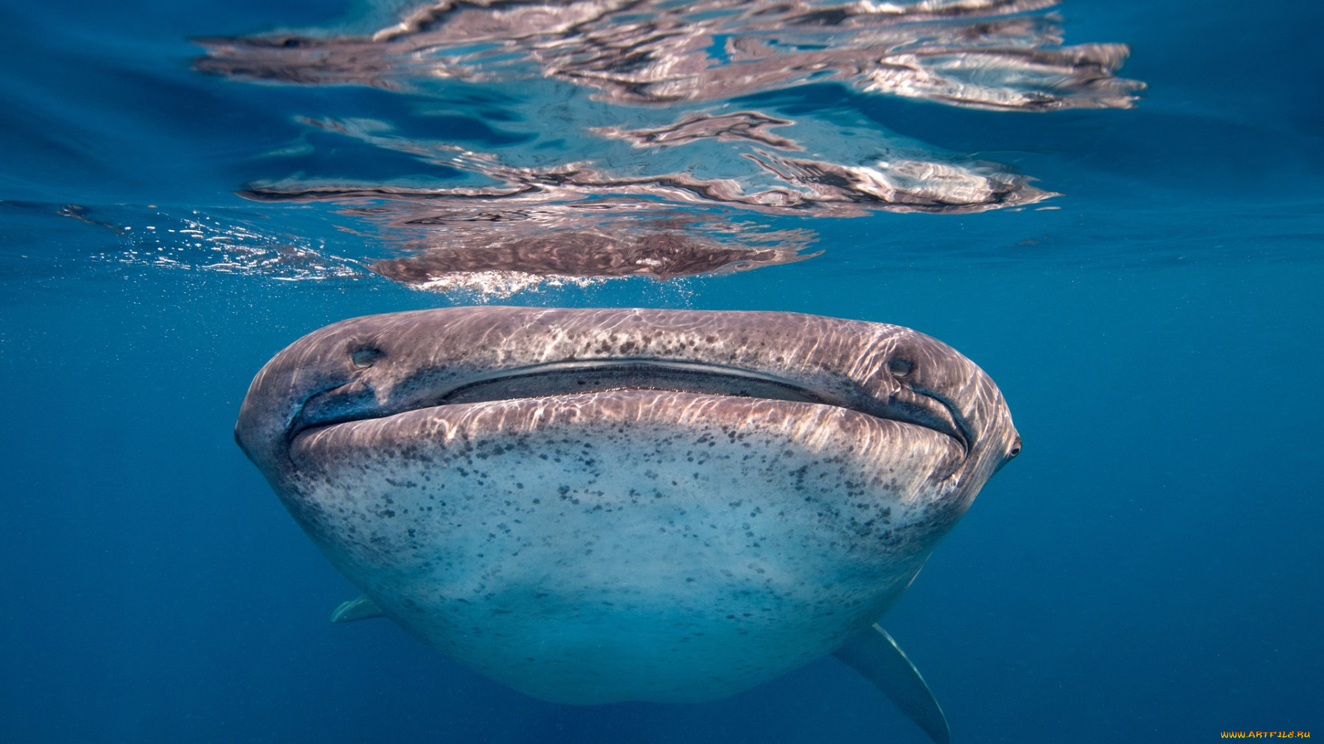 животные, акулы, глаза, пасть, китовая, акула
