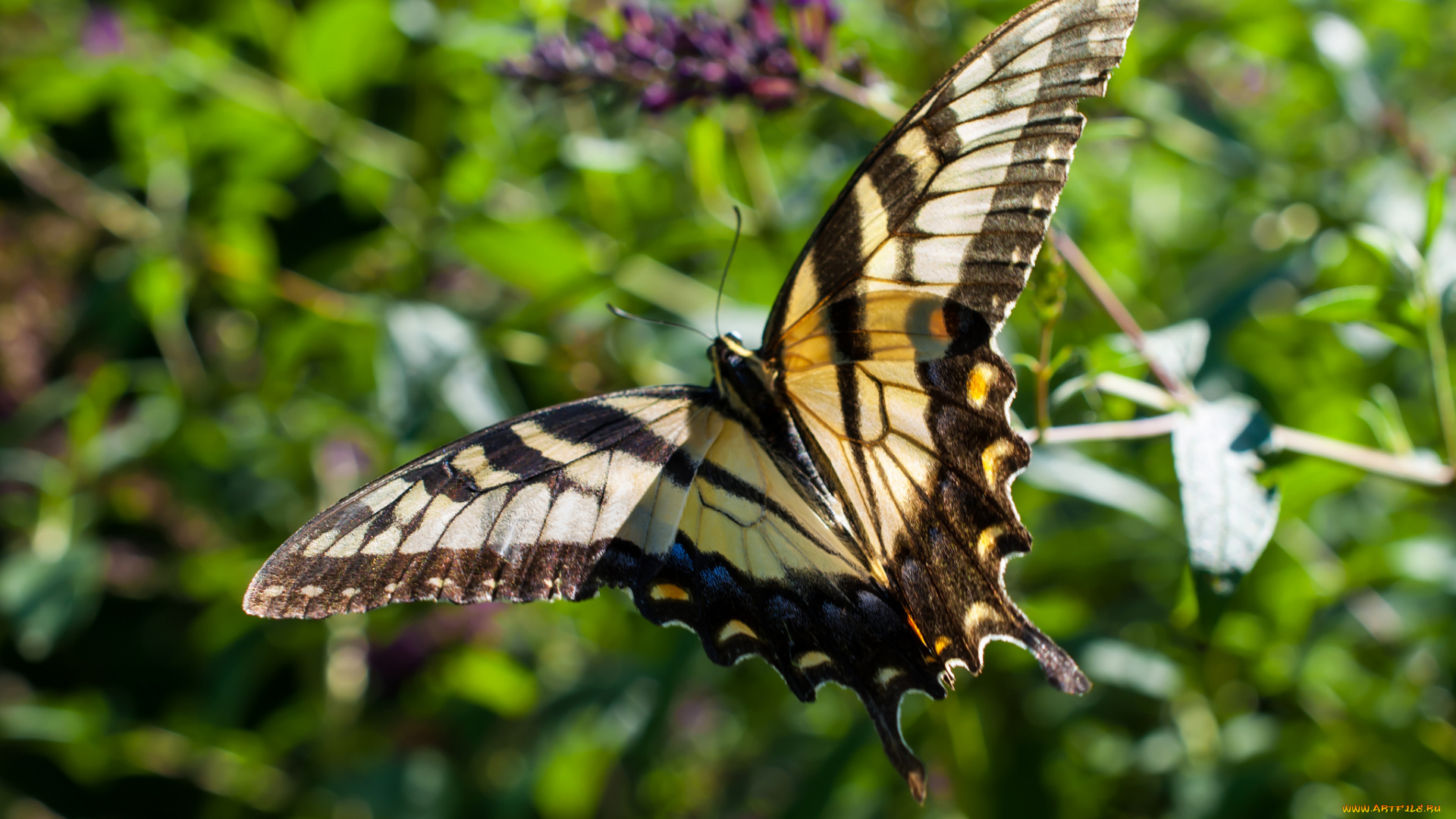 животные, бабочки, бабочка