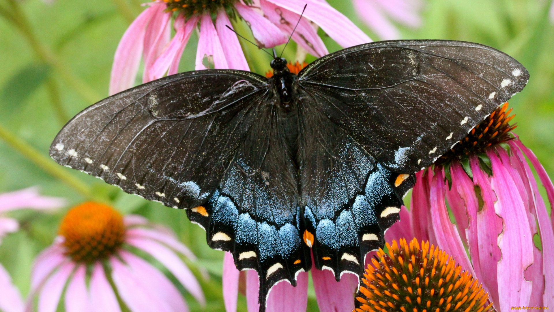 животные, бабочки, бабочка, цветок