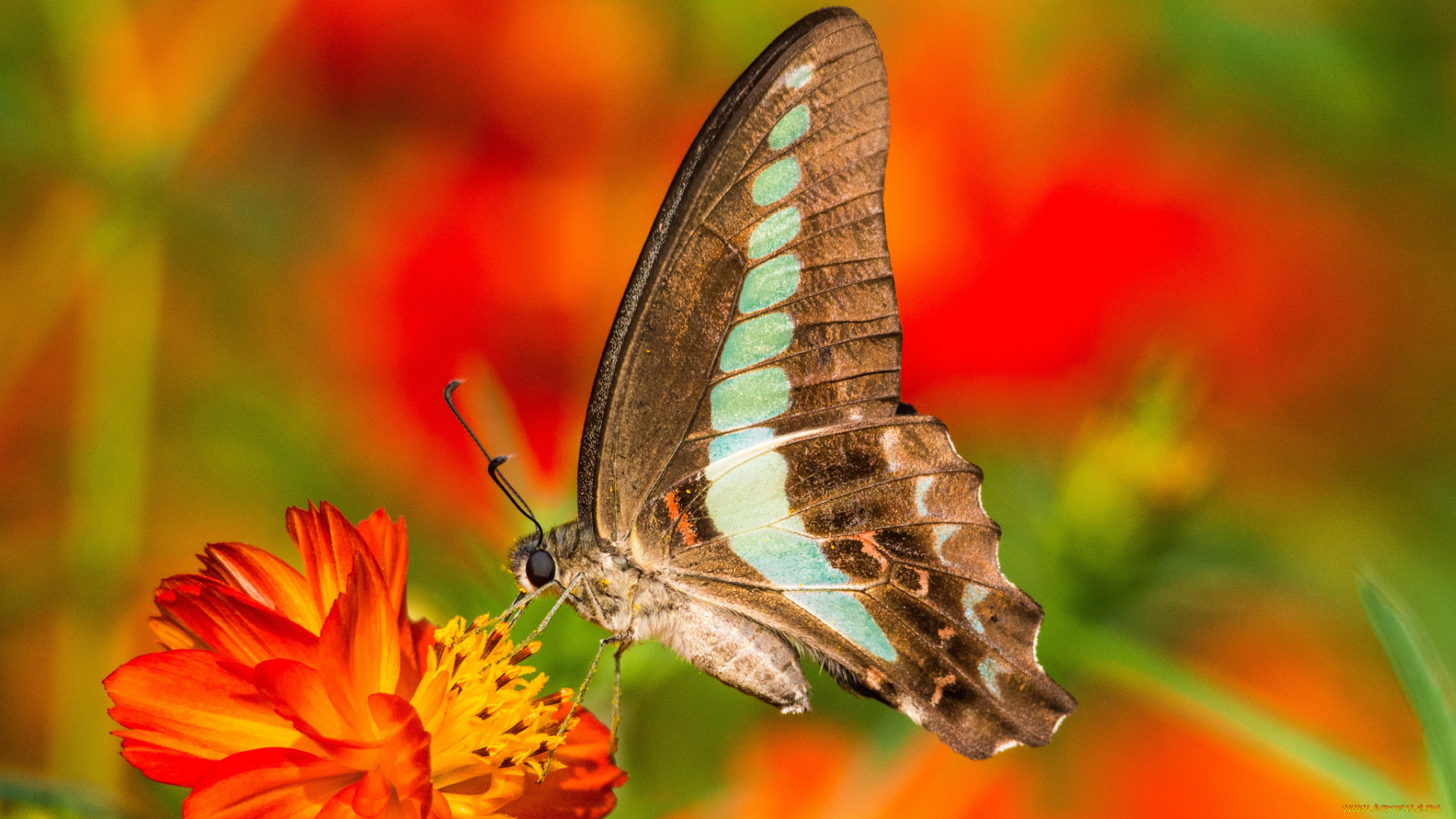 животные, бабочки, бабочка, цветок