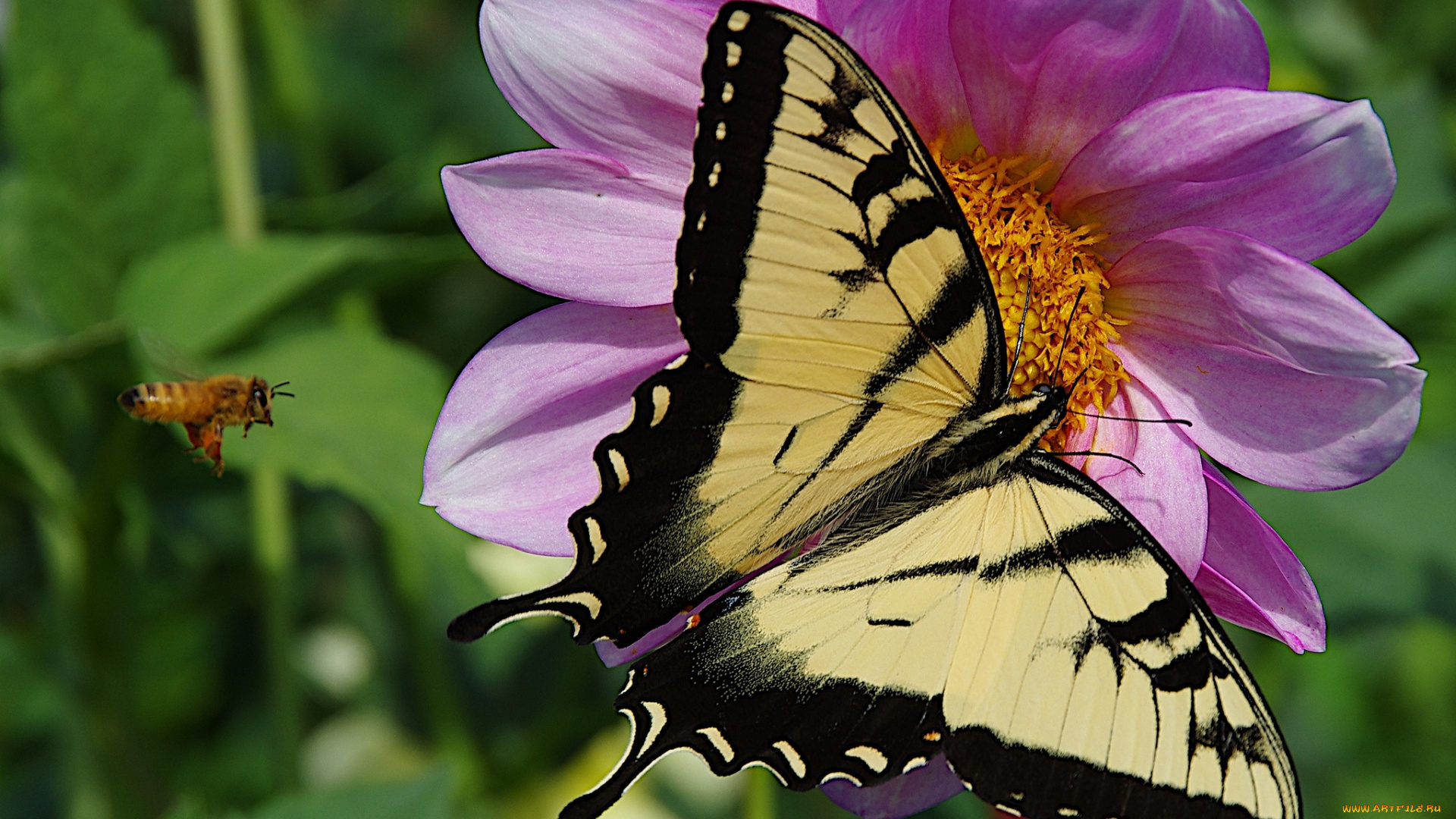животные, бабочки, бабочка, цветок