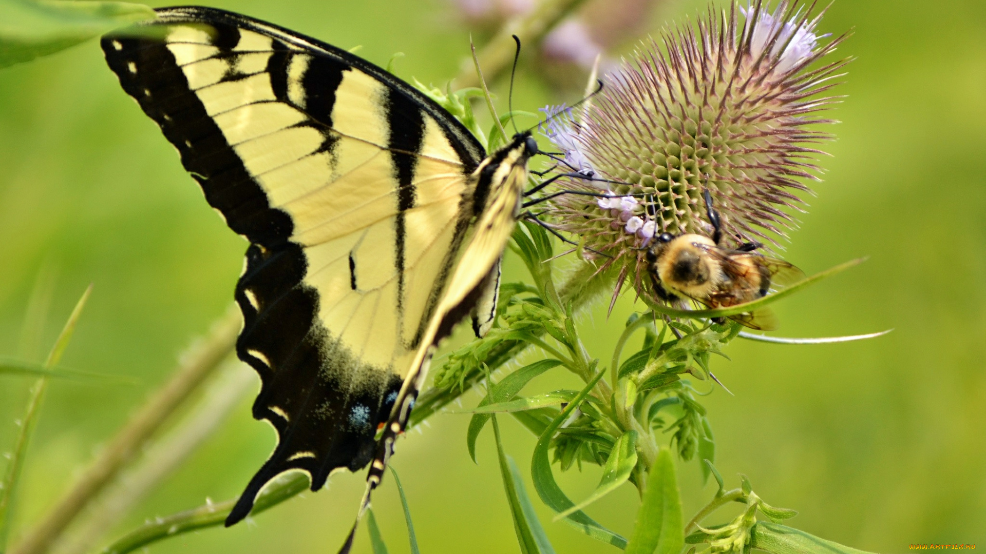 животные, бабочки, шмель, бабочка, цветок