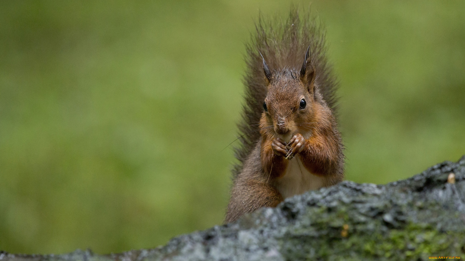 животные, белки, зверек