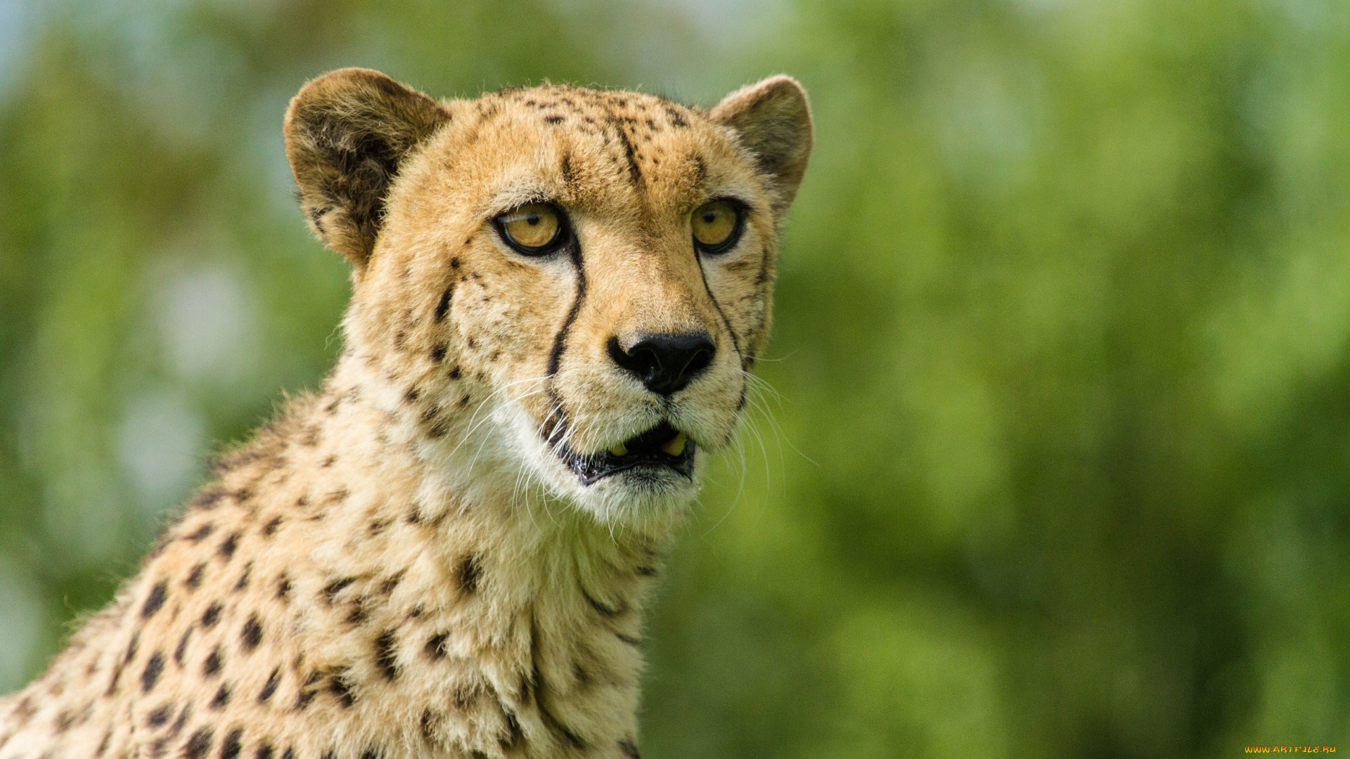 животные, гепарды, морда, гепард