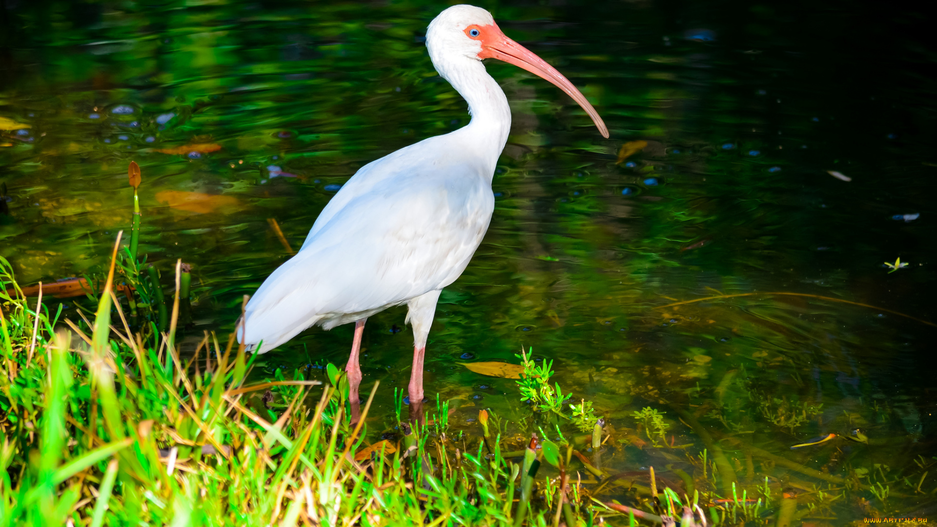 животные, ибисы, колпицы, цапля, река