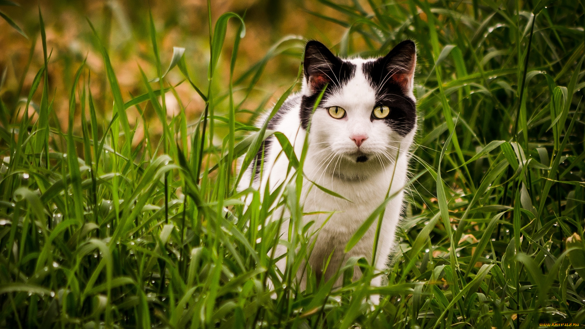 животные, коты, котяра