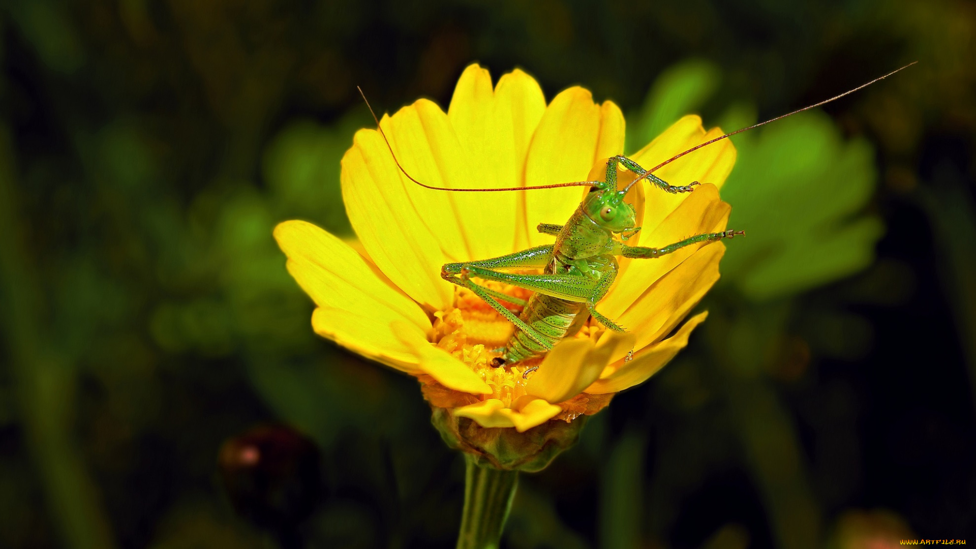 животные, кузнечики, саранча, кузнечик, цветок
