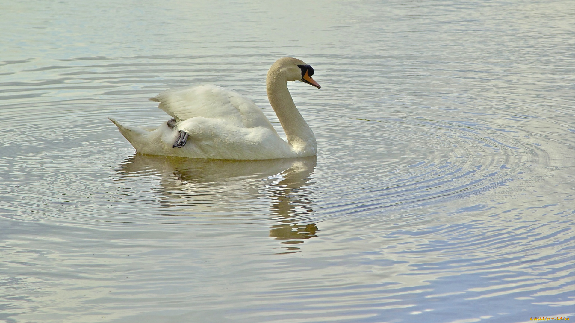 животные, лебеди, грация, белый, лебедь, вода