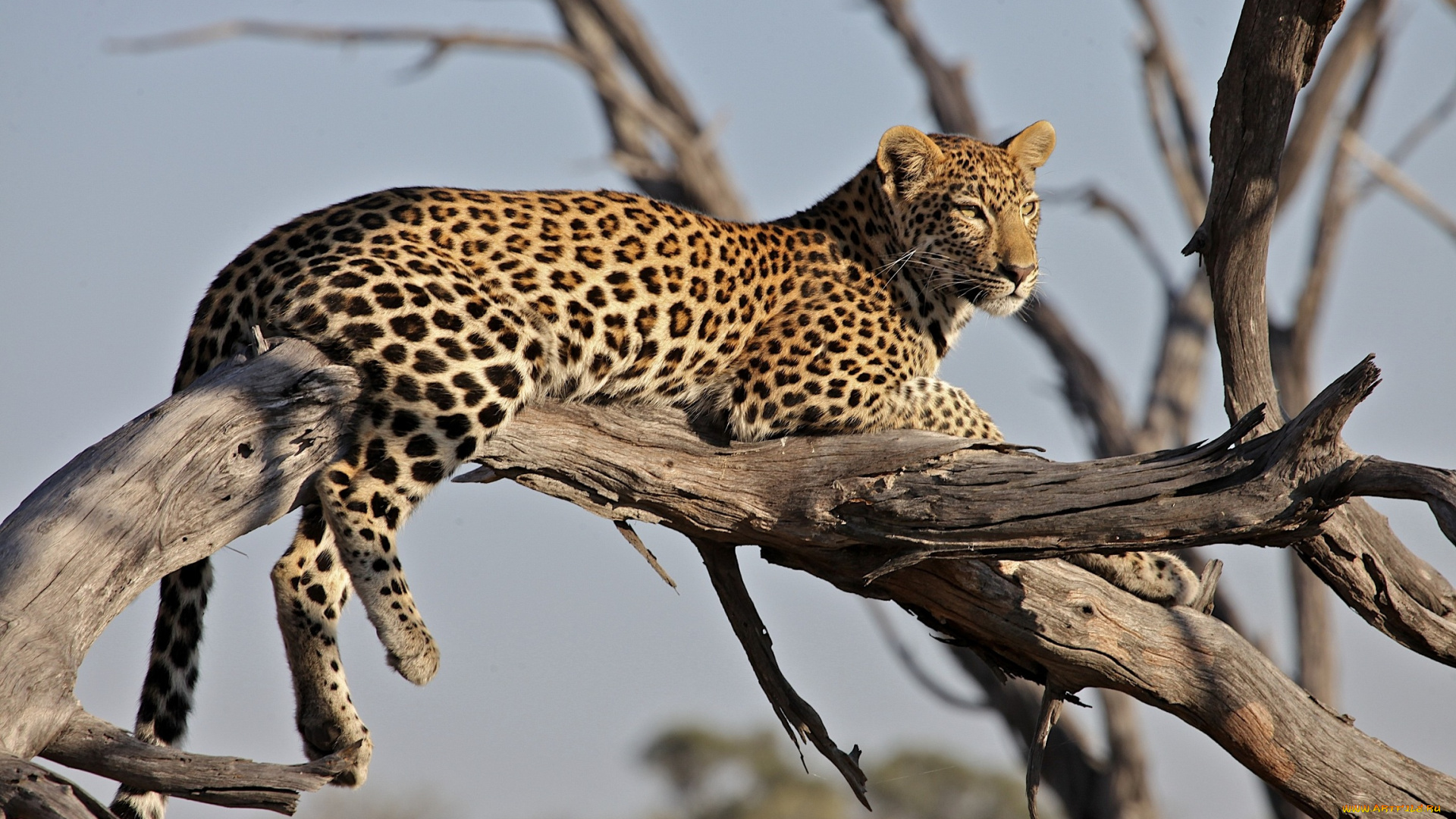 животные, леопарды, отдых, леопард, бревно