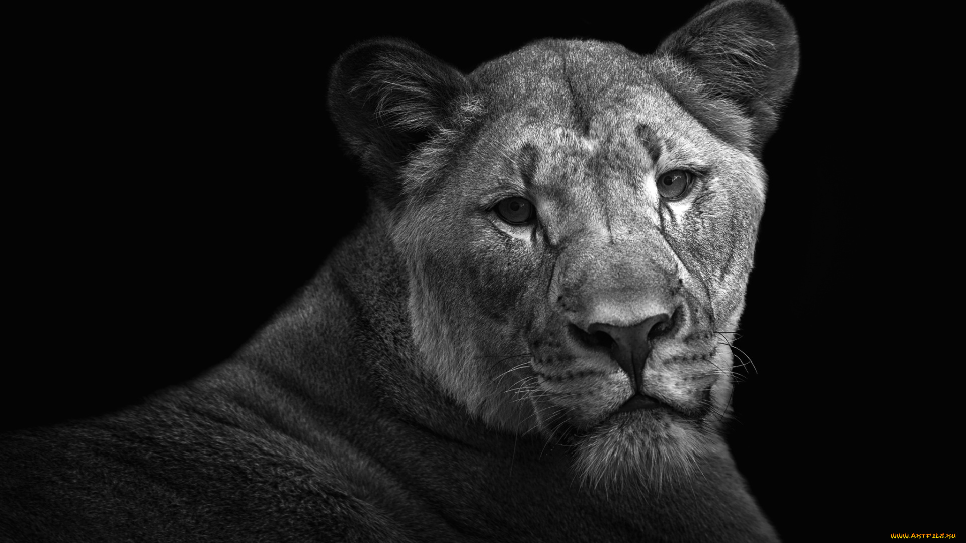 животные, львы, портрет