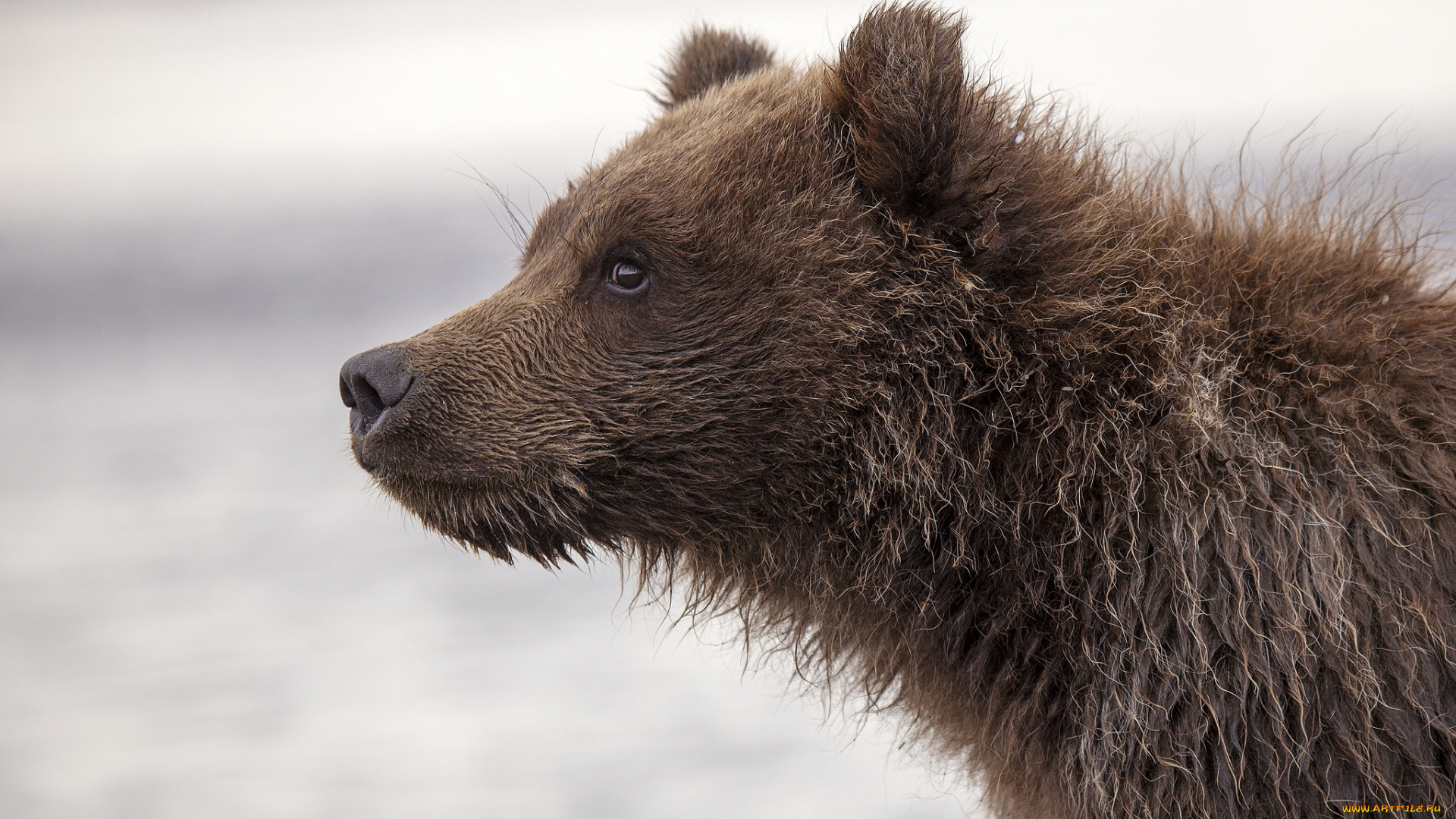 животные, медведи, медведь, профиль, морда, молодой