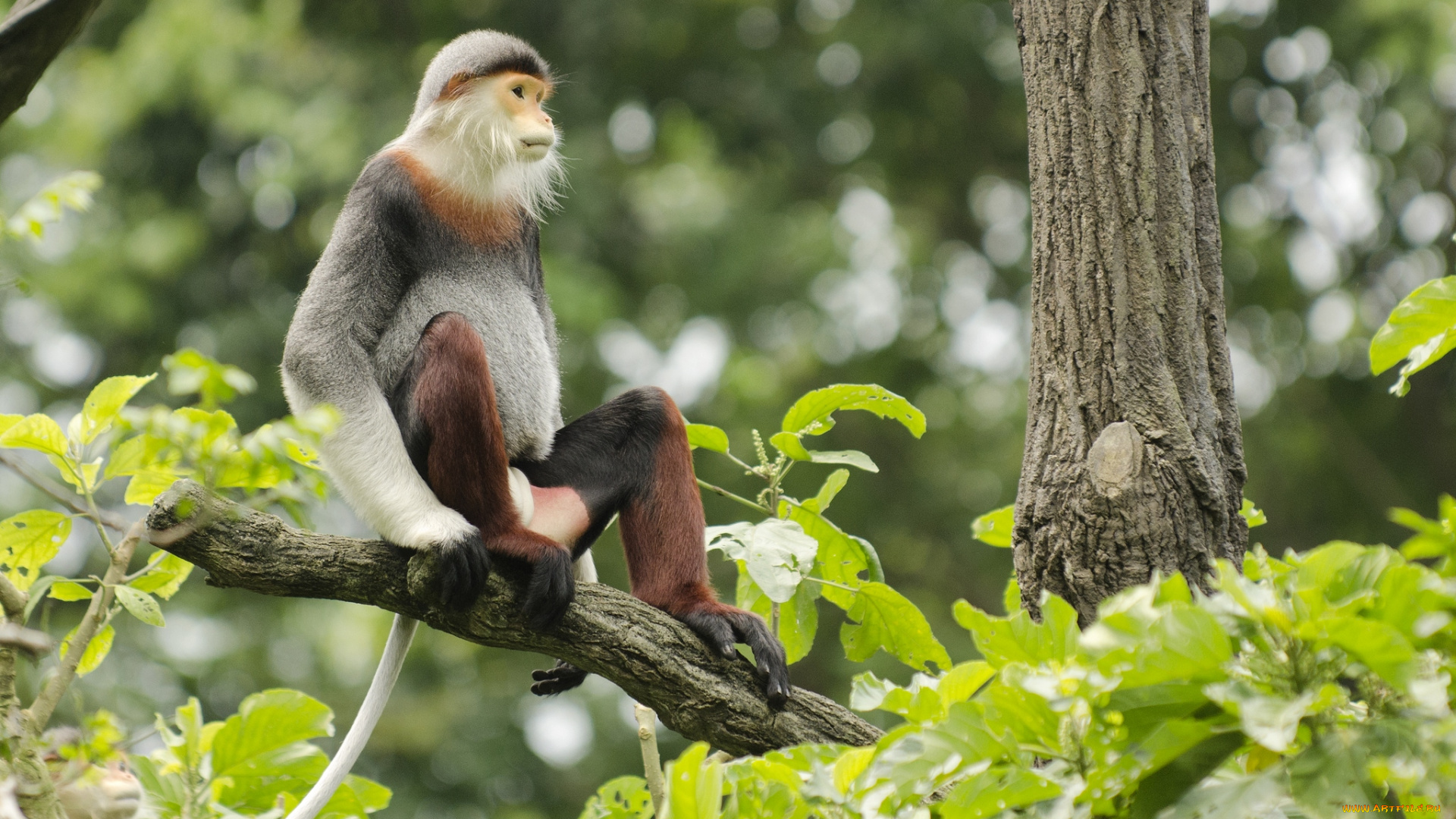 животные, обезьяны, чудик