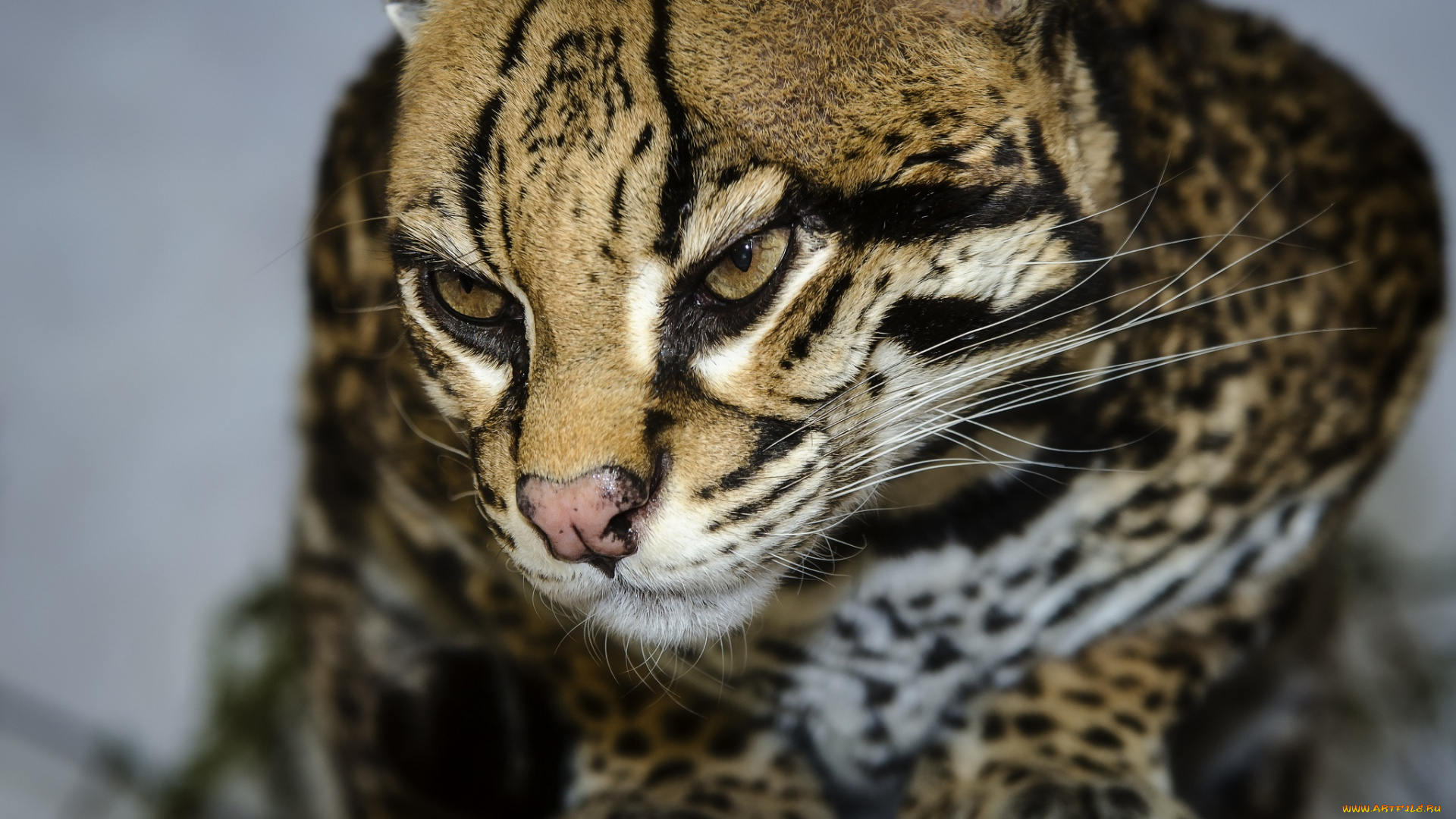 животные, оцелоты, морда, оцелот