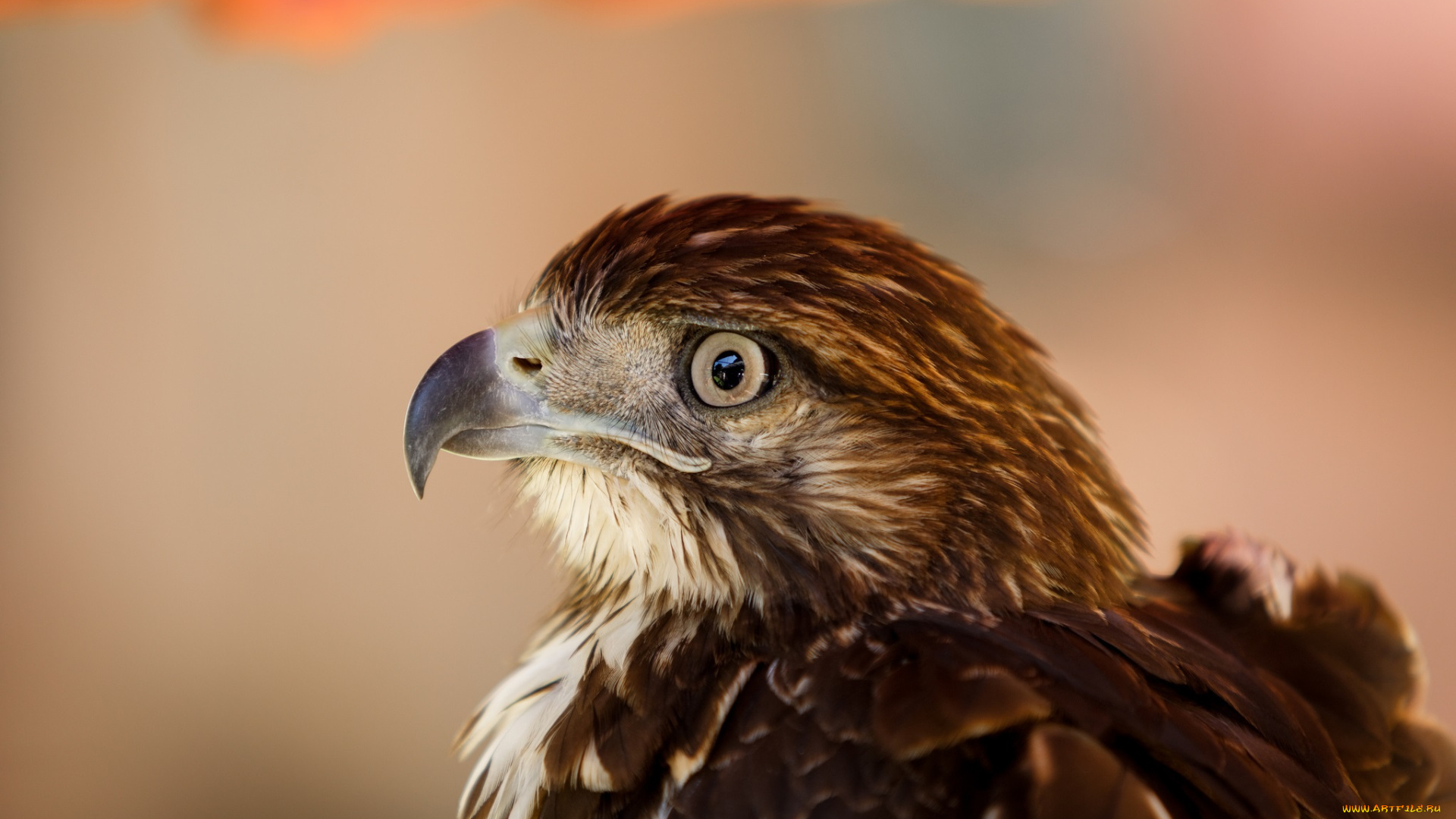 животные, птицы, хищники, орел, голова, клюв