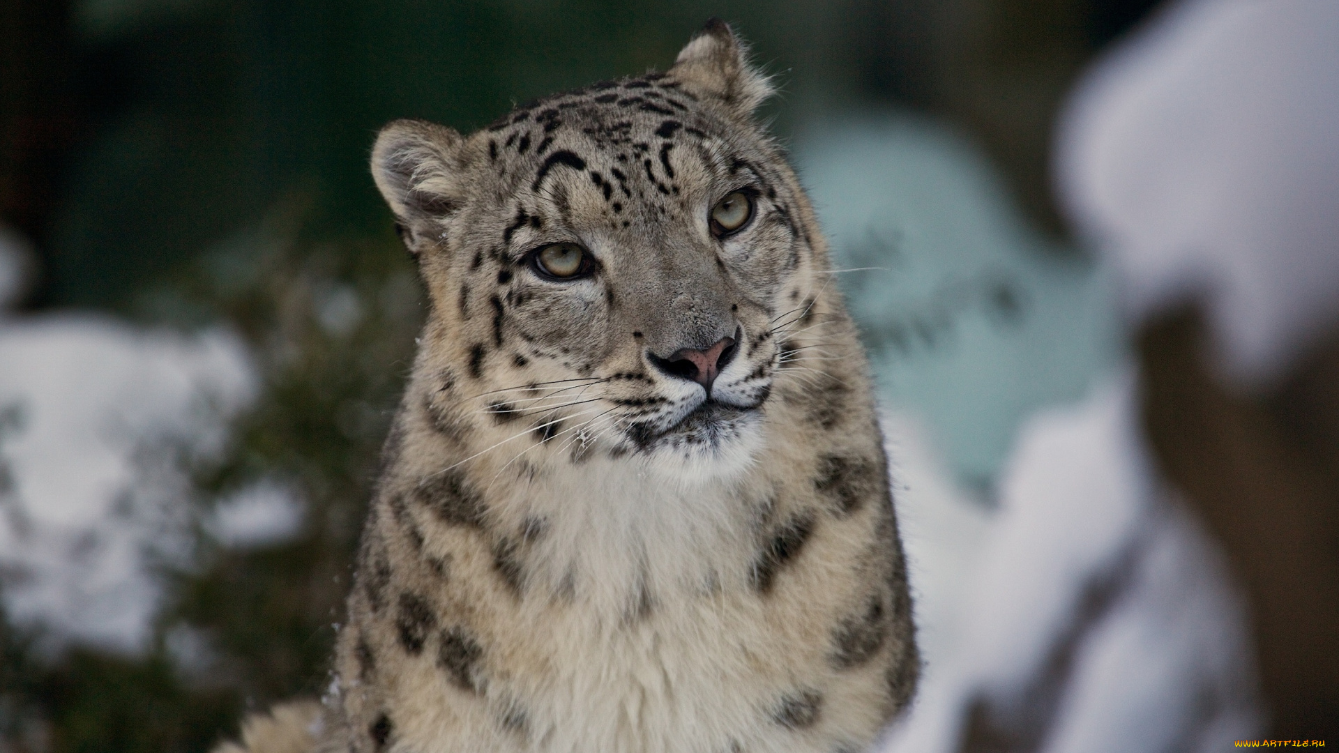 животные, снежный, барс, ирбис, морда