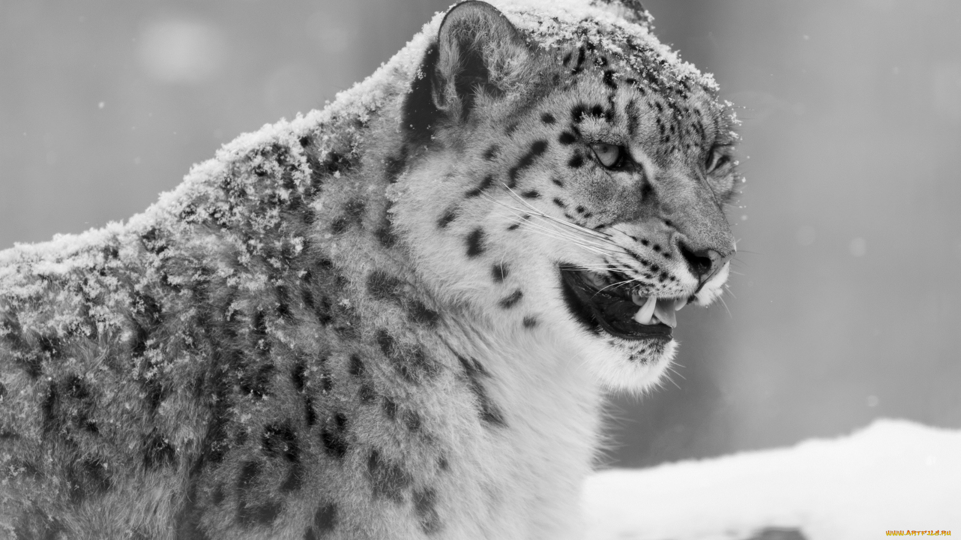 животные, снежный, барс, ирбис, оскал, клыки, сердитый, черно-белое
