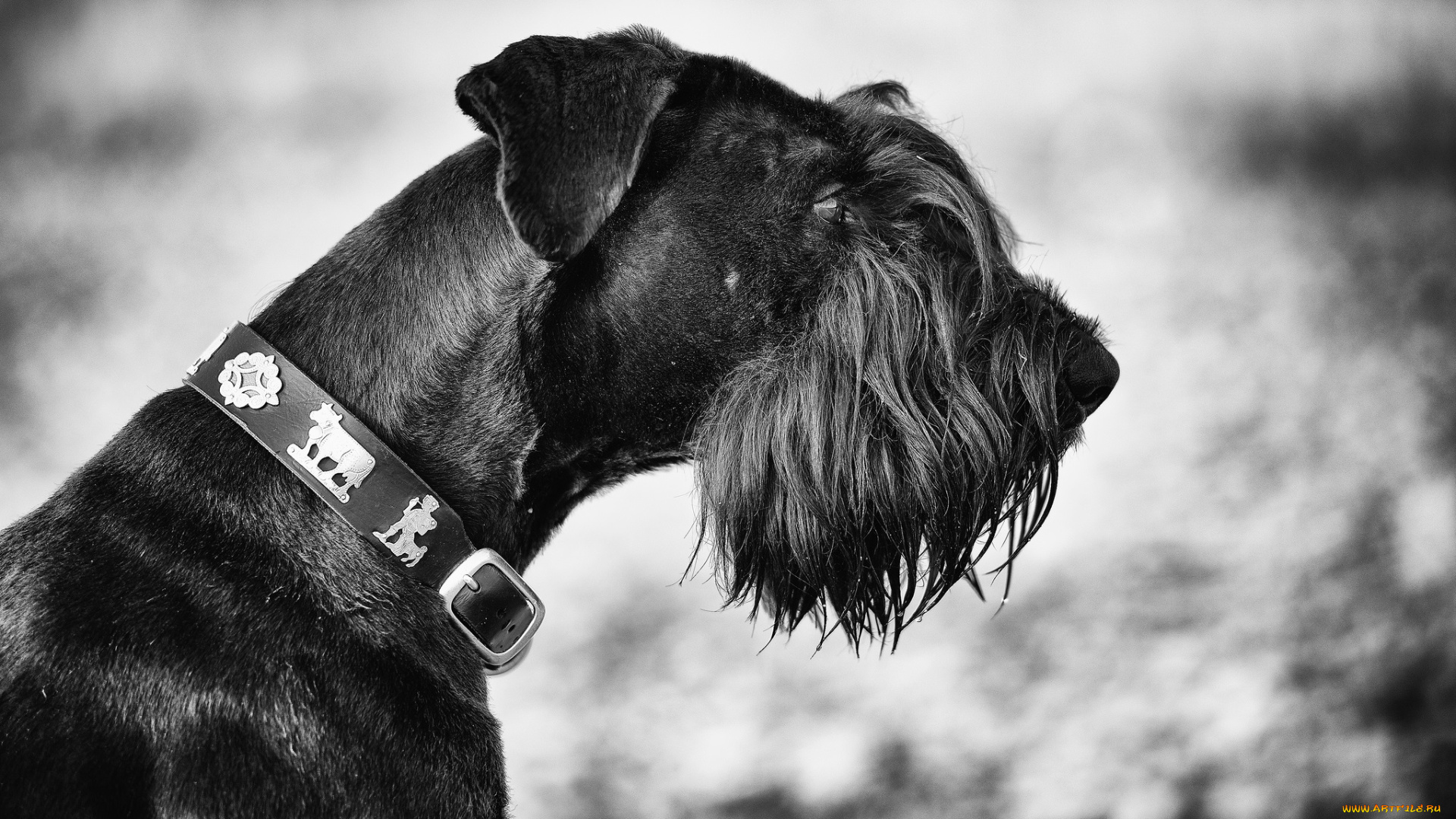 животные, собаки, ошейник, голова, собака