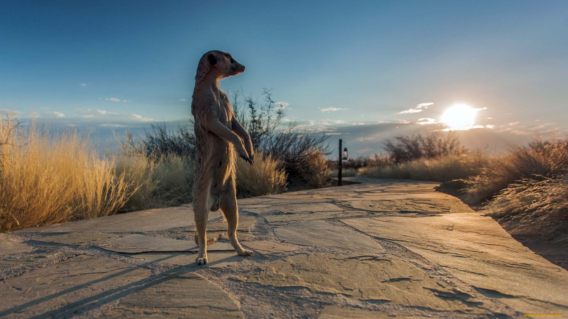 животные, сурикаты, сурикат