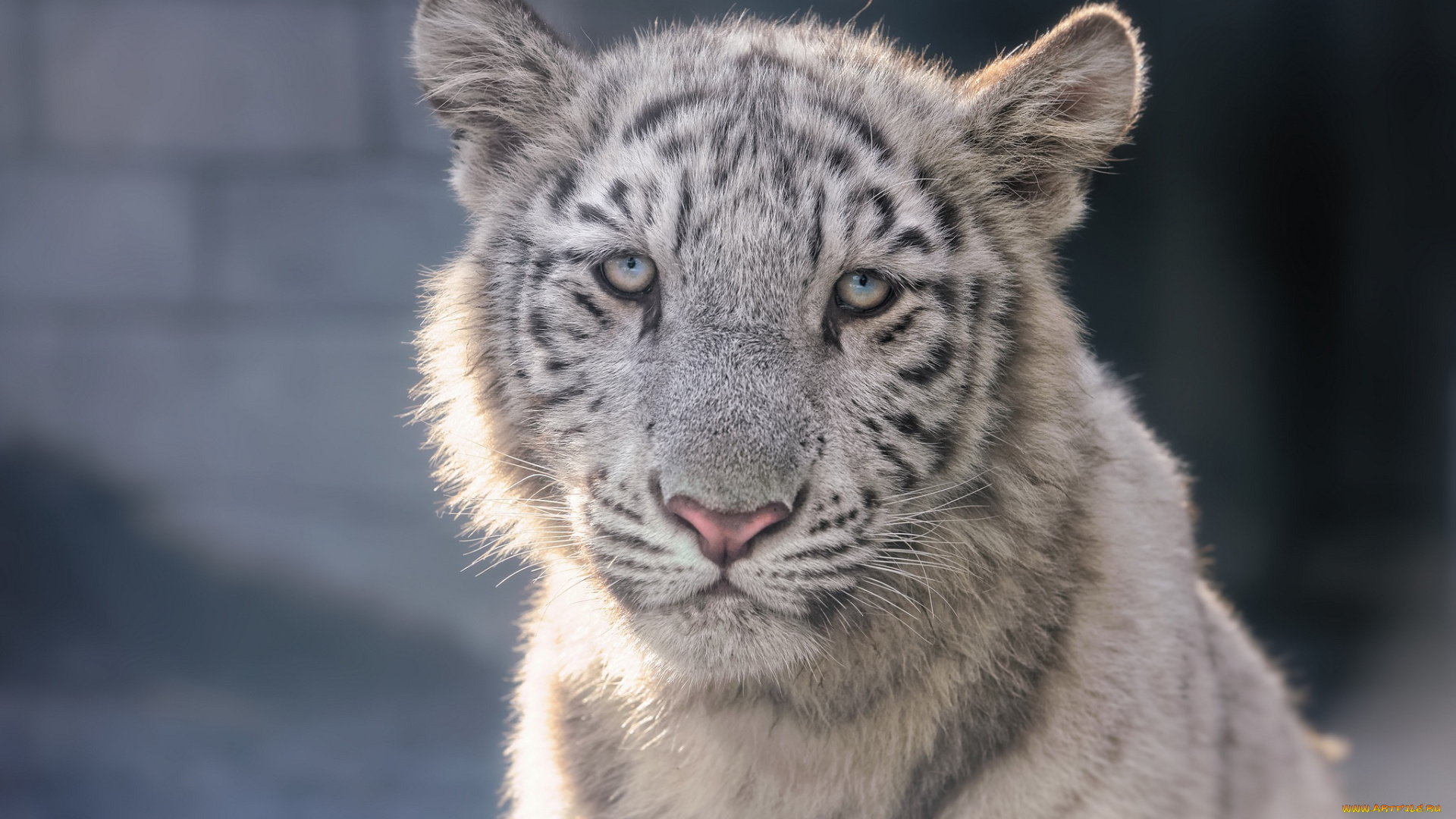 животные, тигры, морда, тигренок, белый, тигр