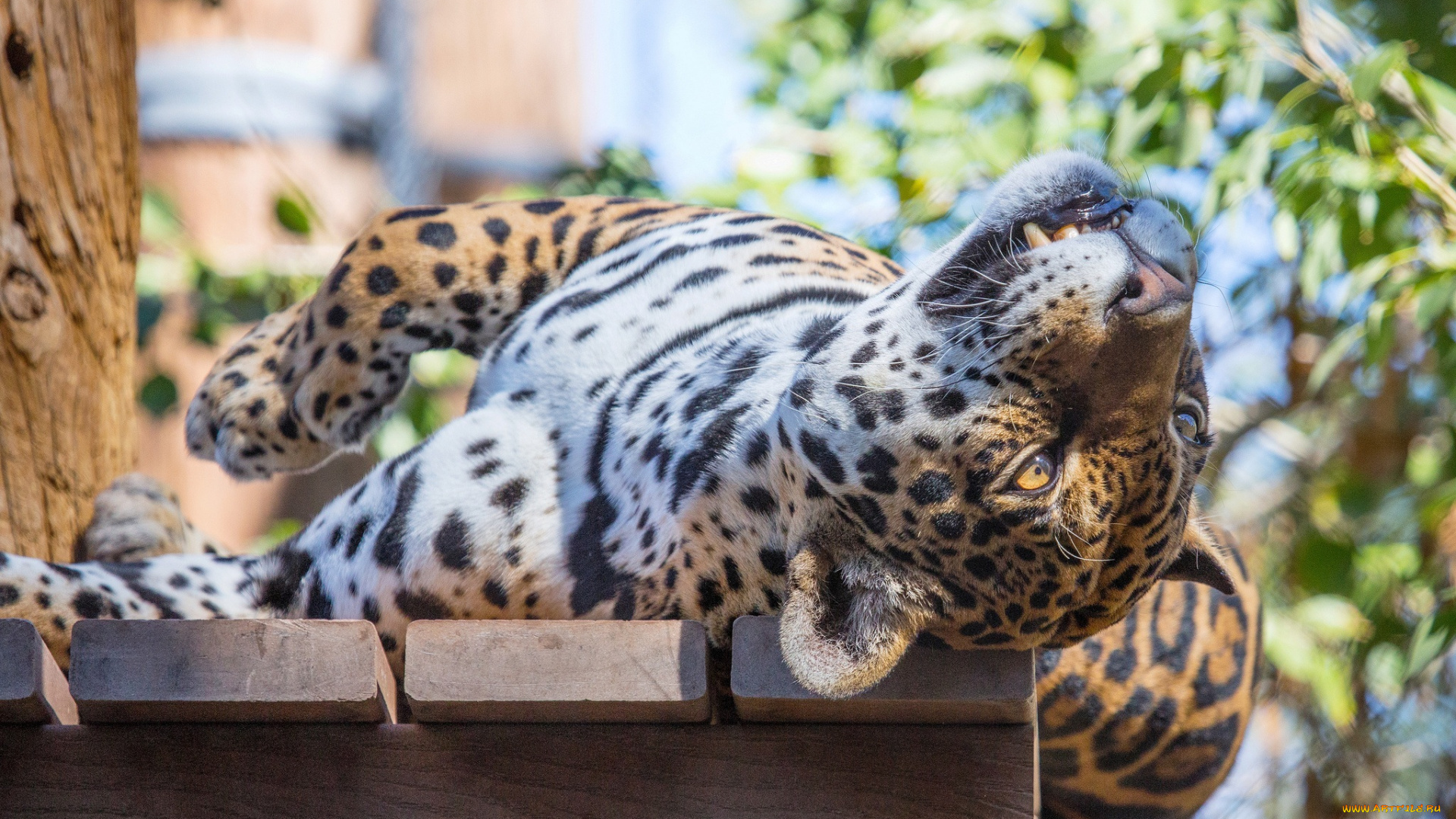 животные, Ягуары, отдых, ягуар