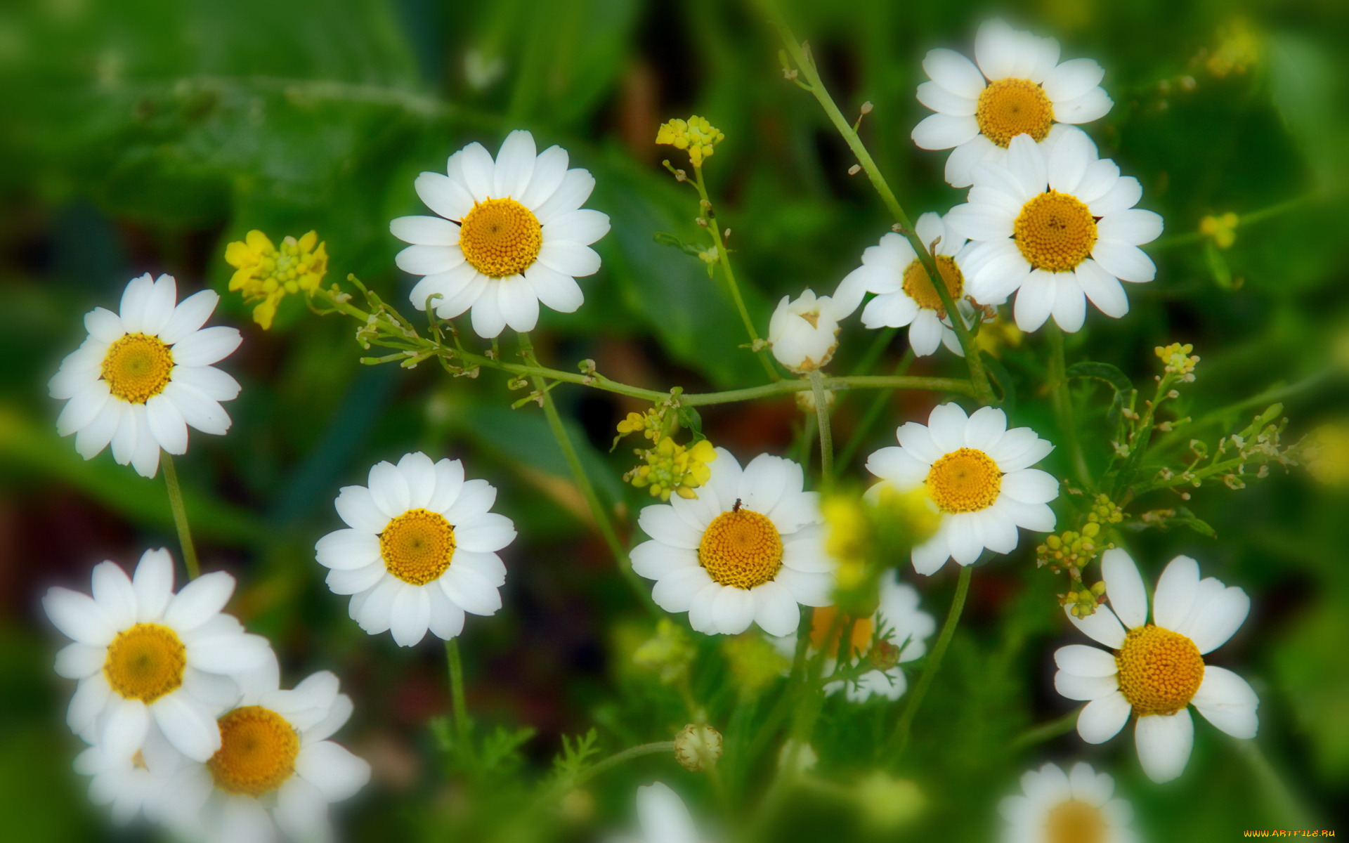 цветы, ромашки, лепестки