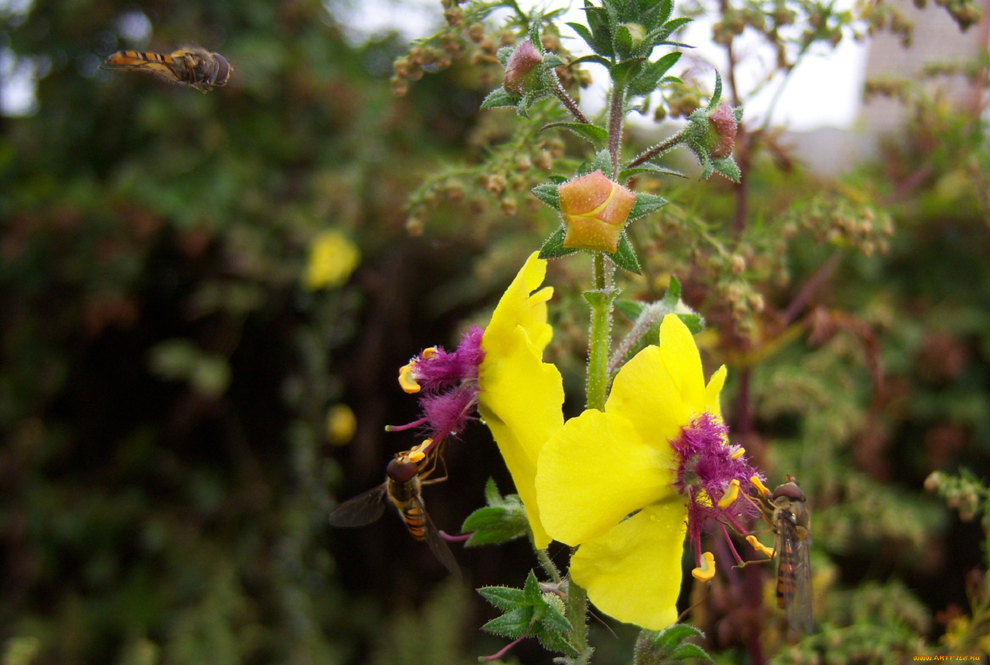 цветы, луговые, полевые, жёлтые