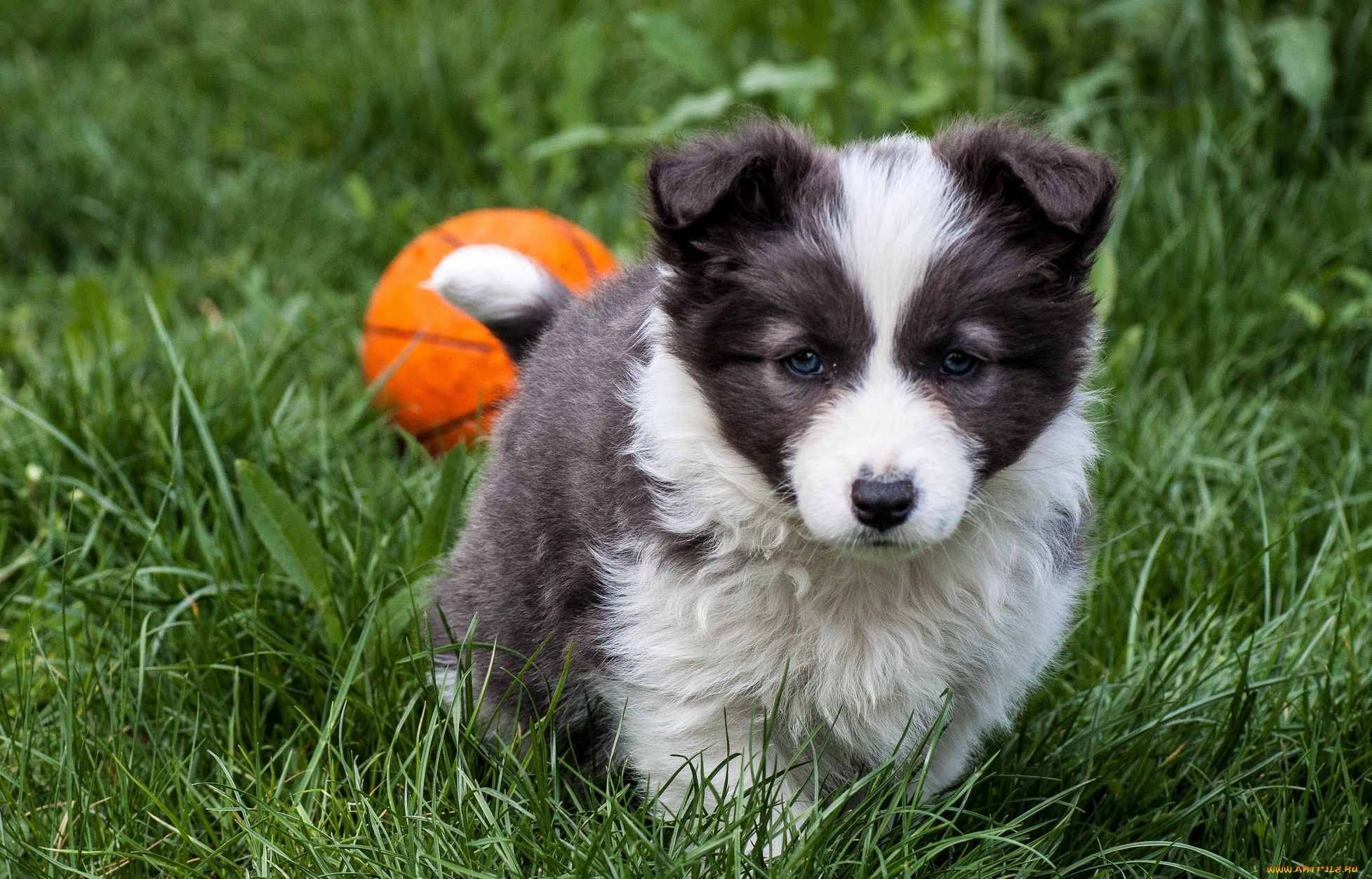 животные, собаки, щенок