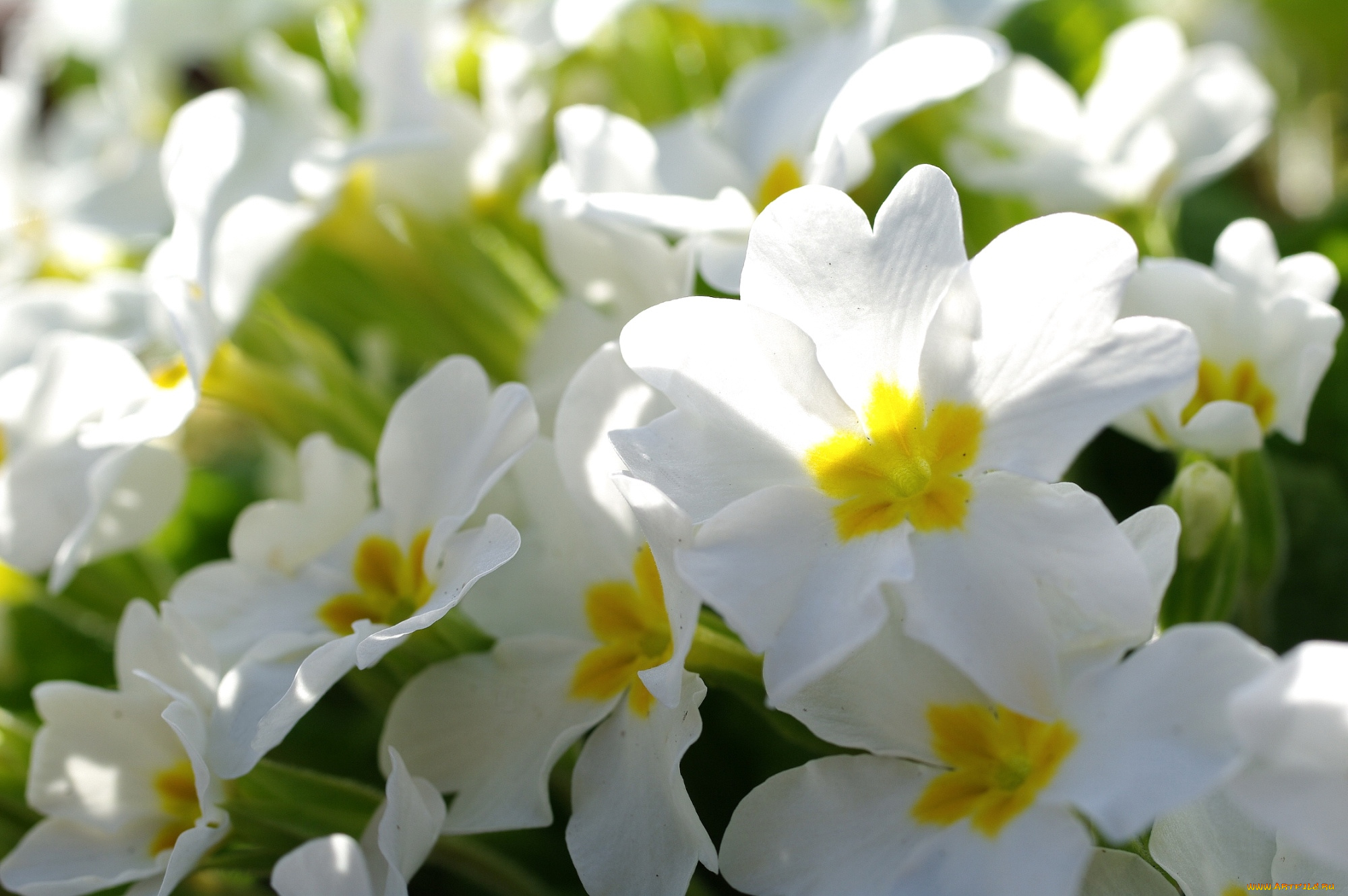 цветы, примулы, свет, макро