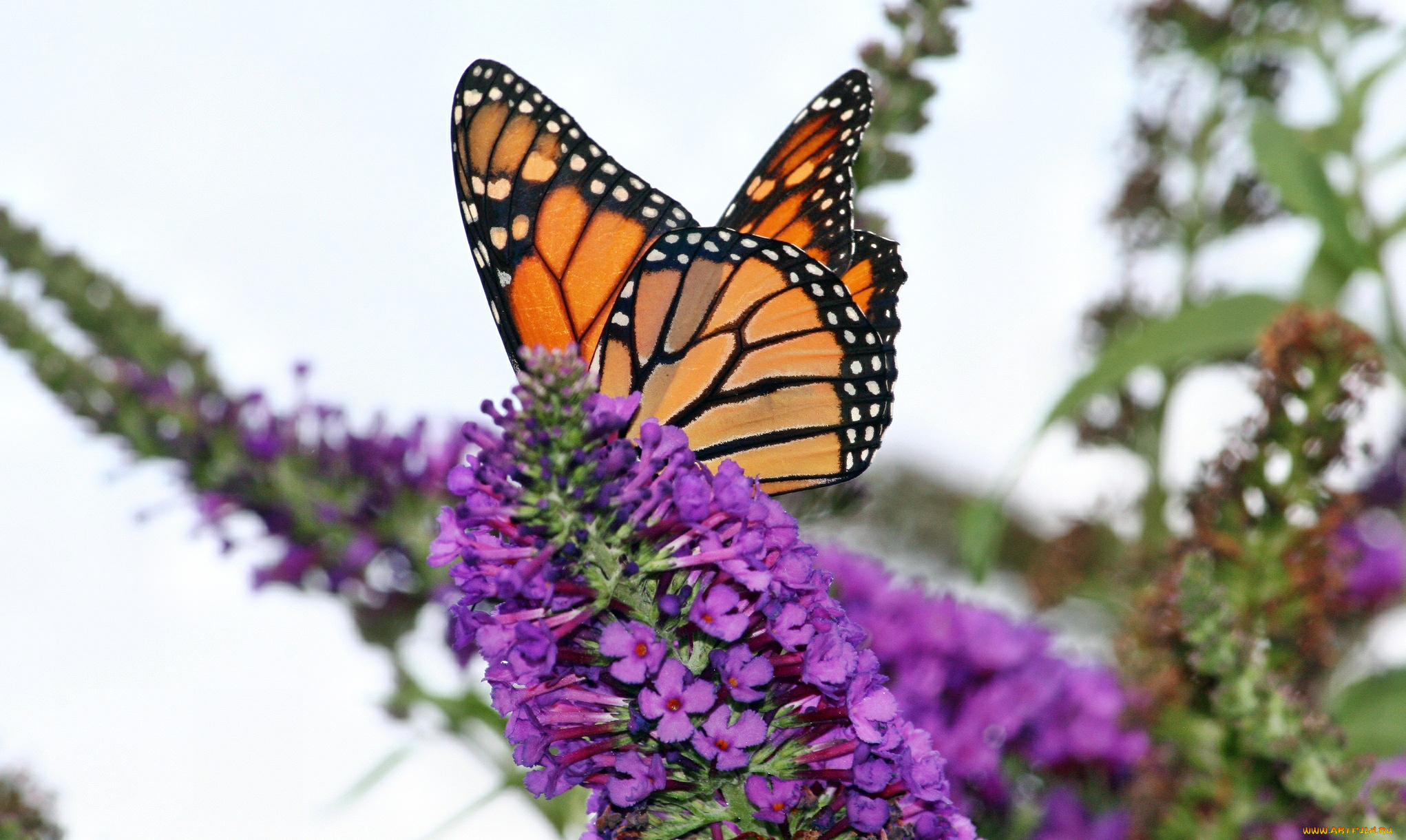 животные, бабочки, цветок, бабочка