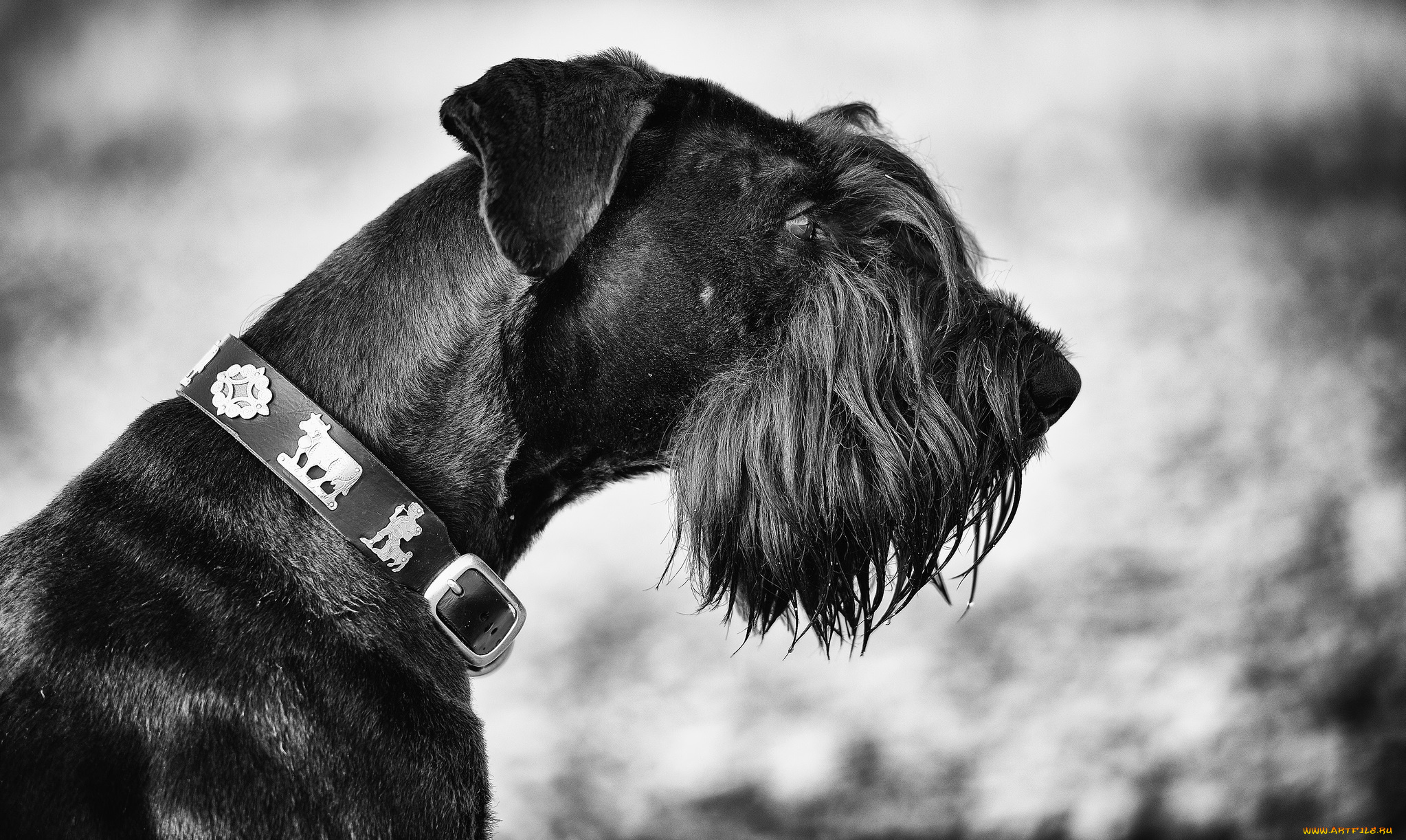 животные, собаки, ошейник, голова, собака