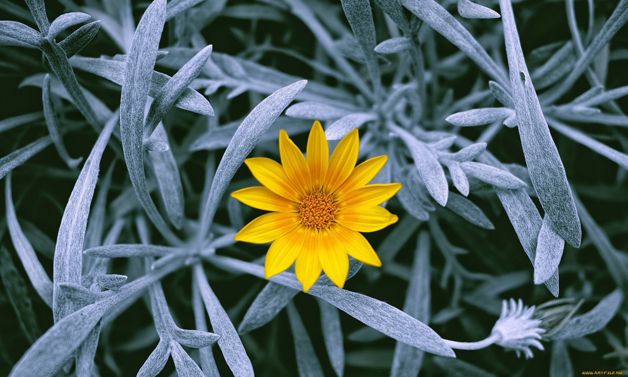 цветы, газания, стебли, листья, цветок