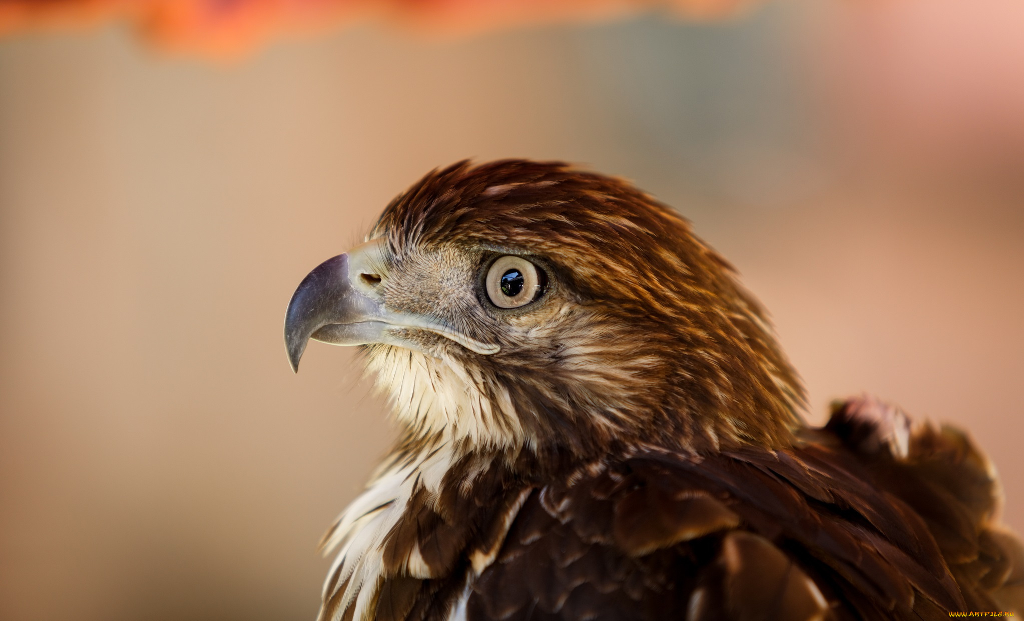 животные, птицы, хищники, орел, голова, клюв