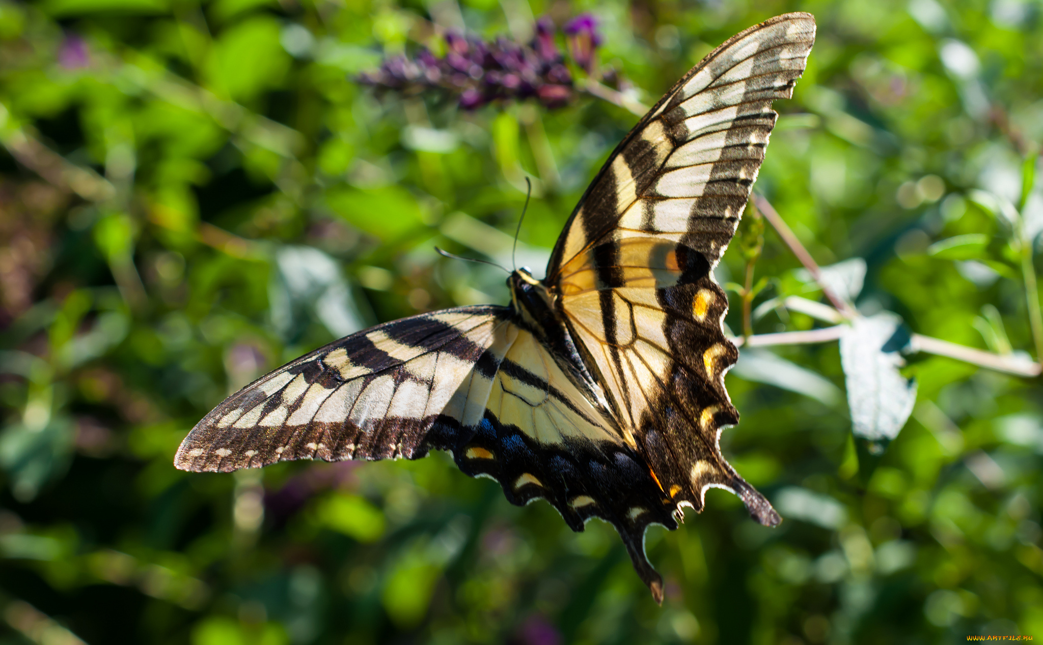 животные, бабочки, бабочка