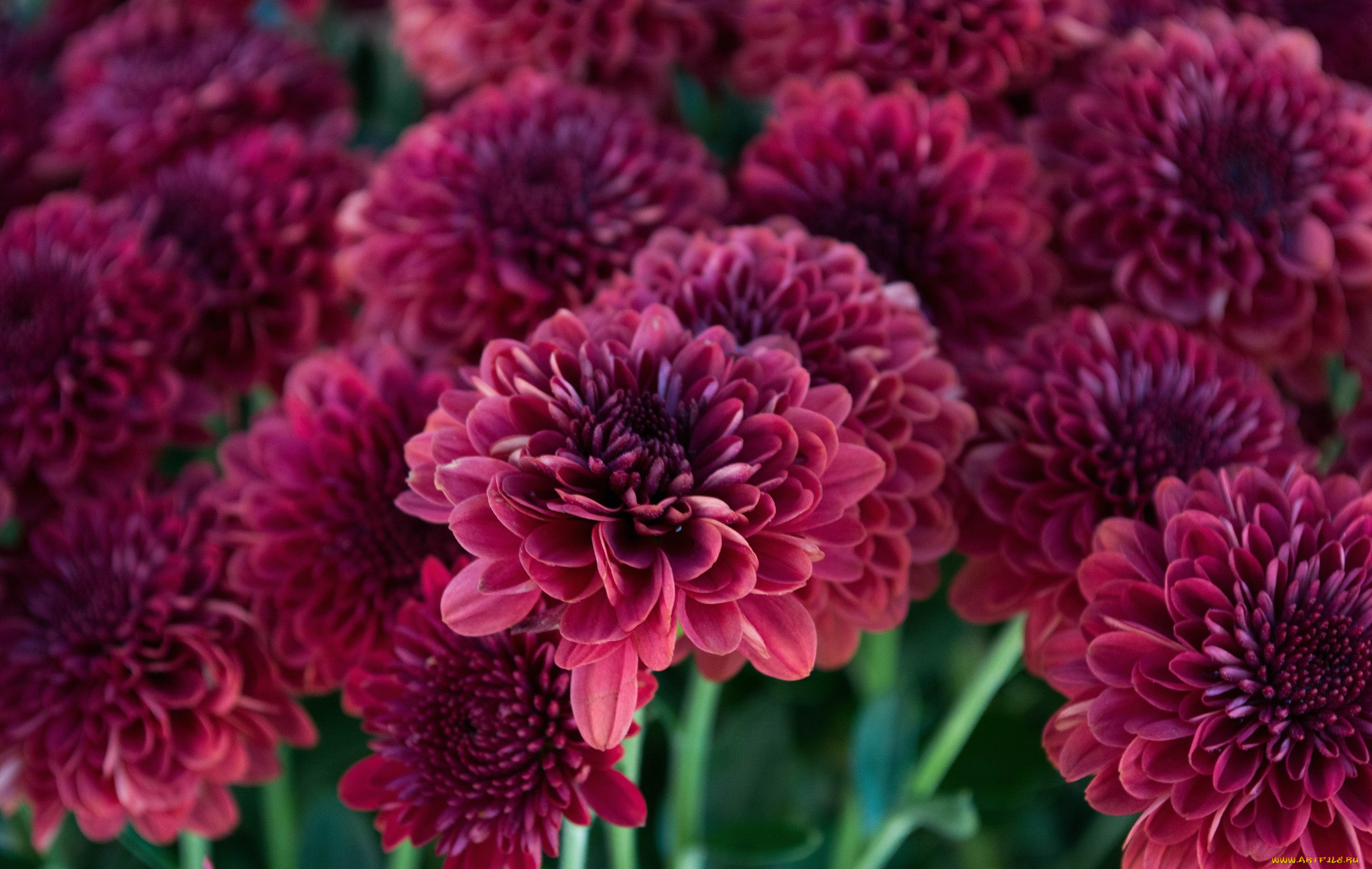 цветы, хризантемы, бордо