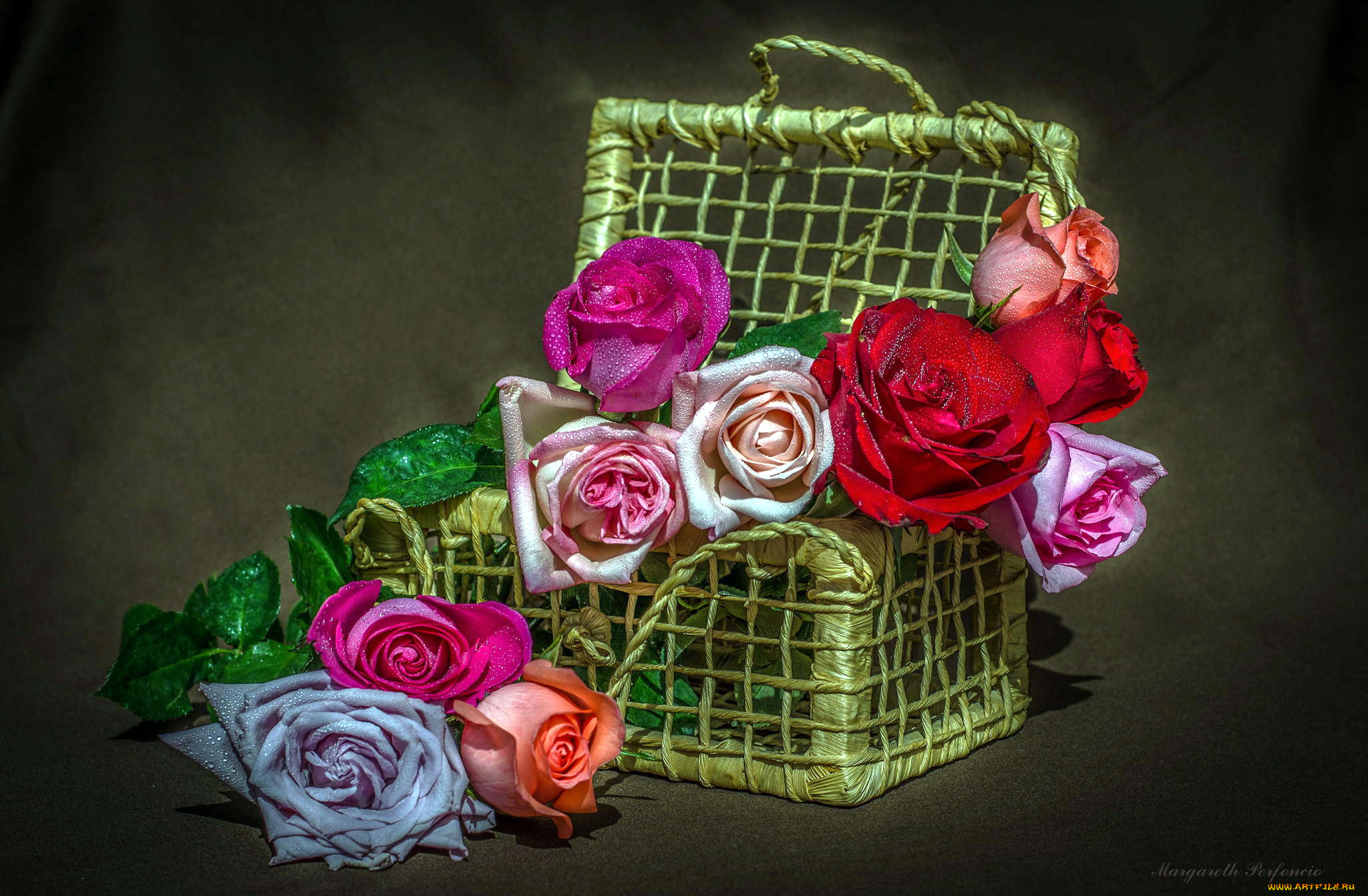 цветы, розы, сиреневый, красный, розовый