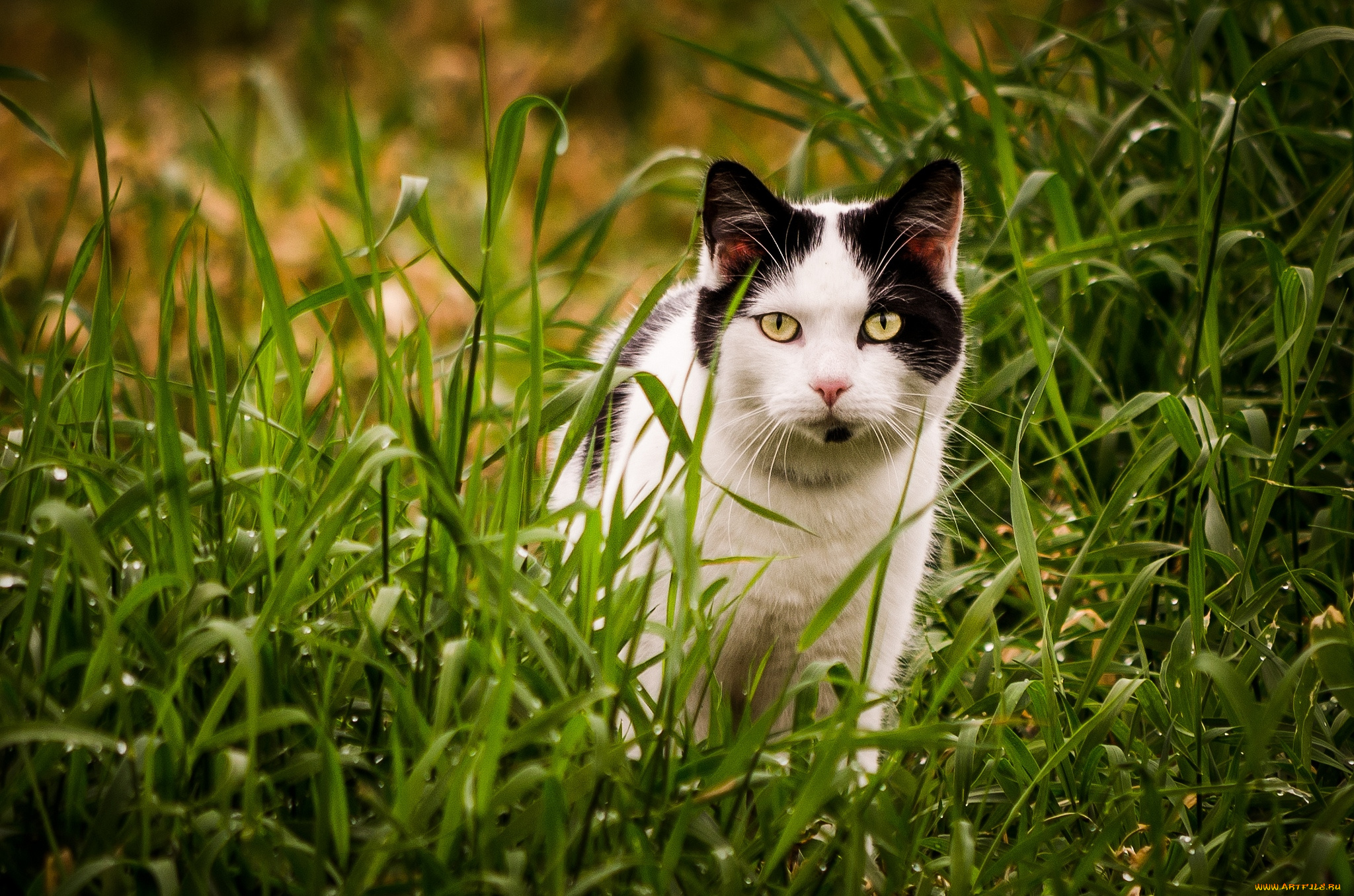 животные, коты, котяра