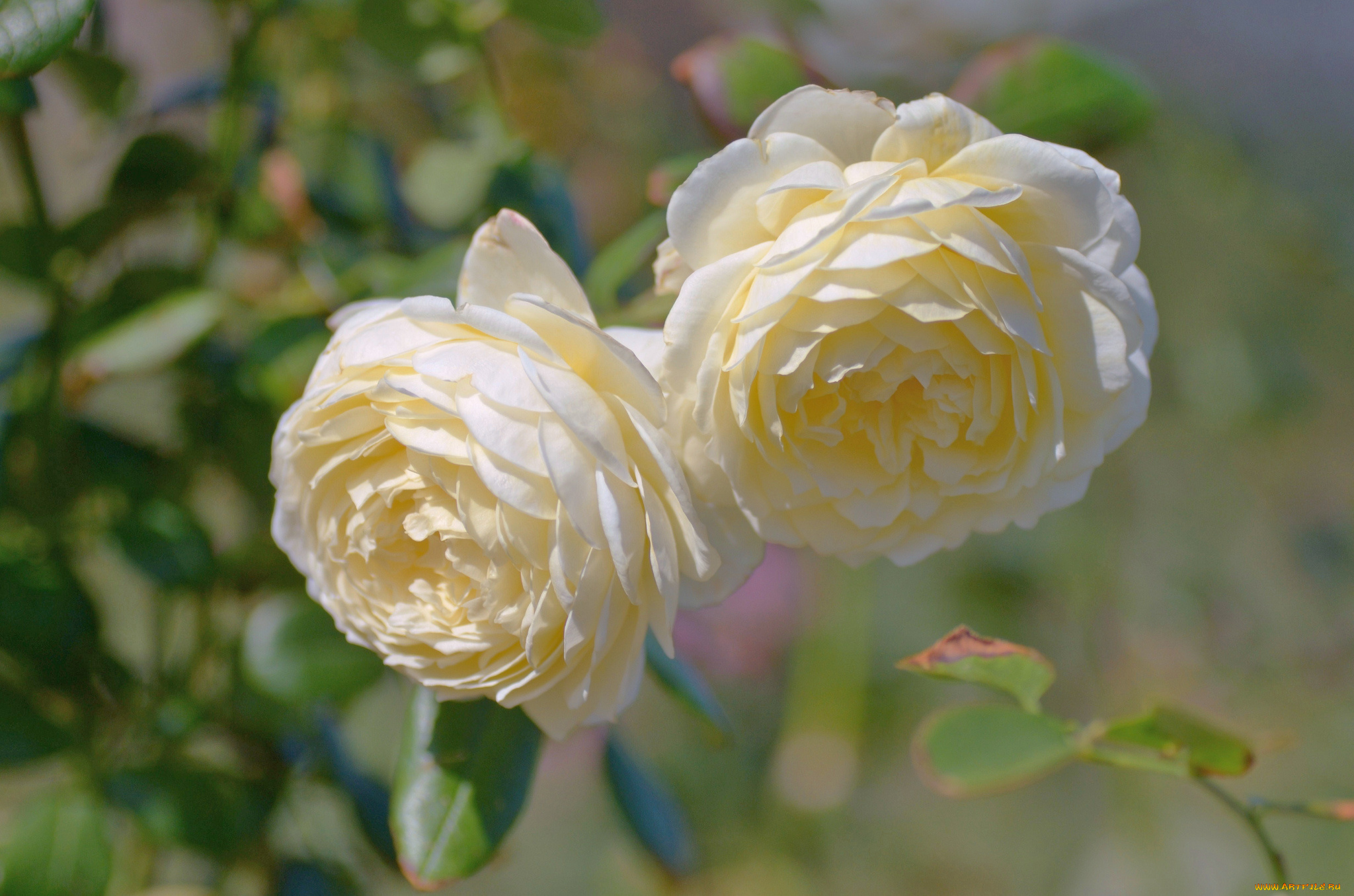 цветы, розы, пара