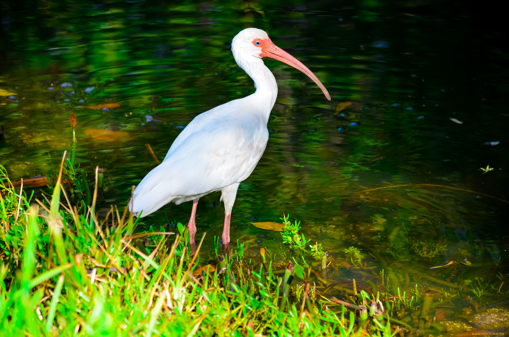 животные, ибисы, колпицы, цапля, река