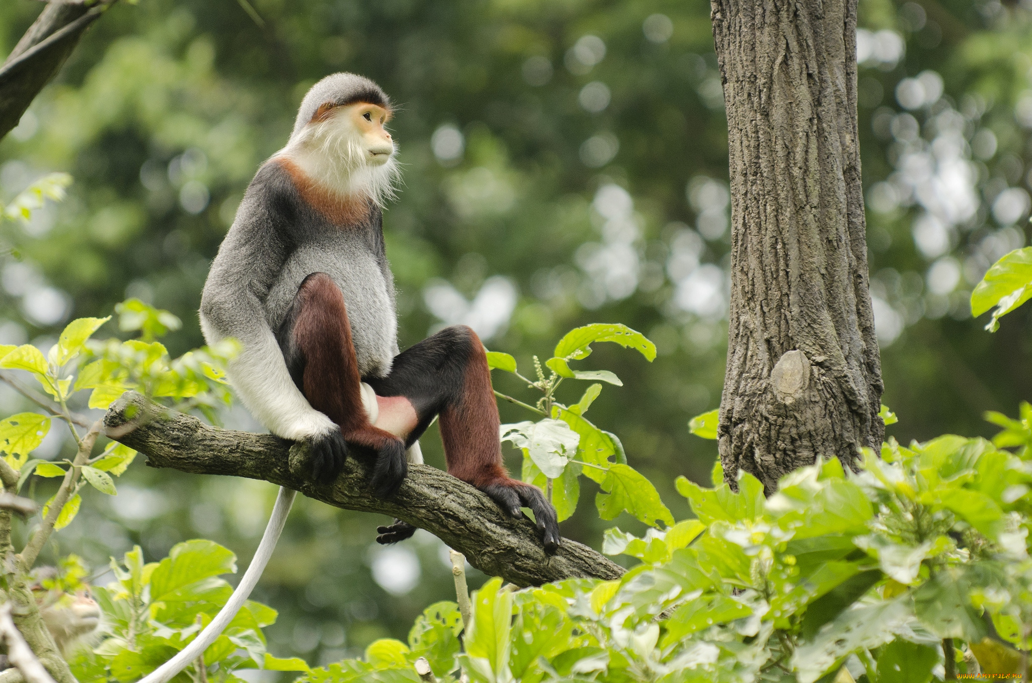 животные, обезьяны, чудик