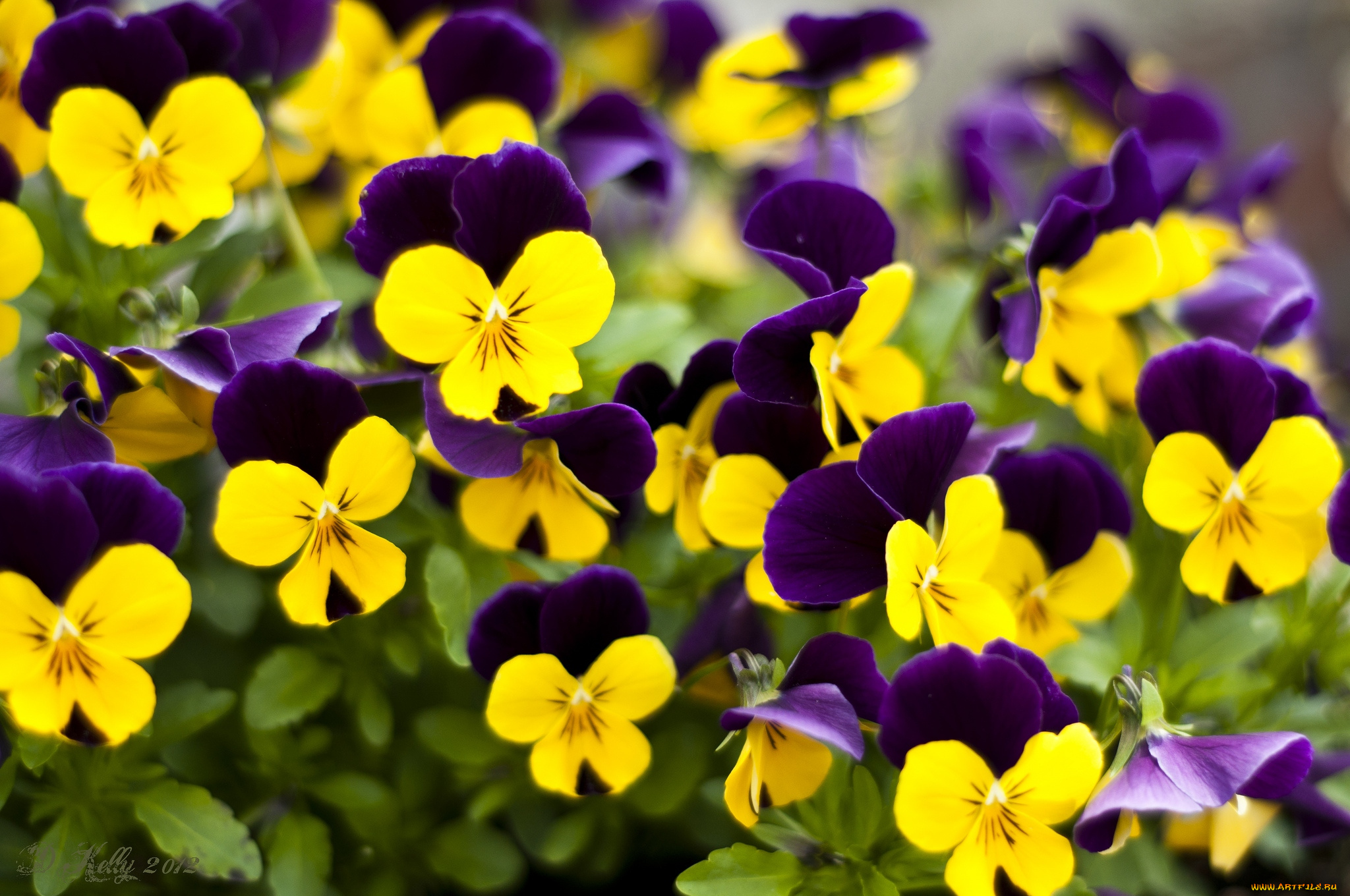 цветы, анютины, глазки, садовые, фиалки, пестрый