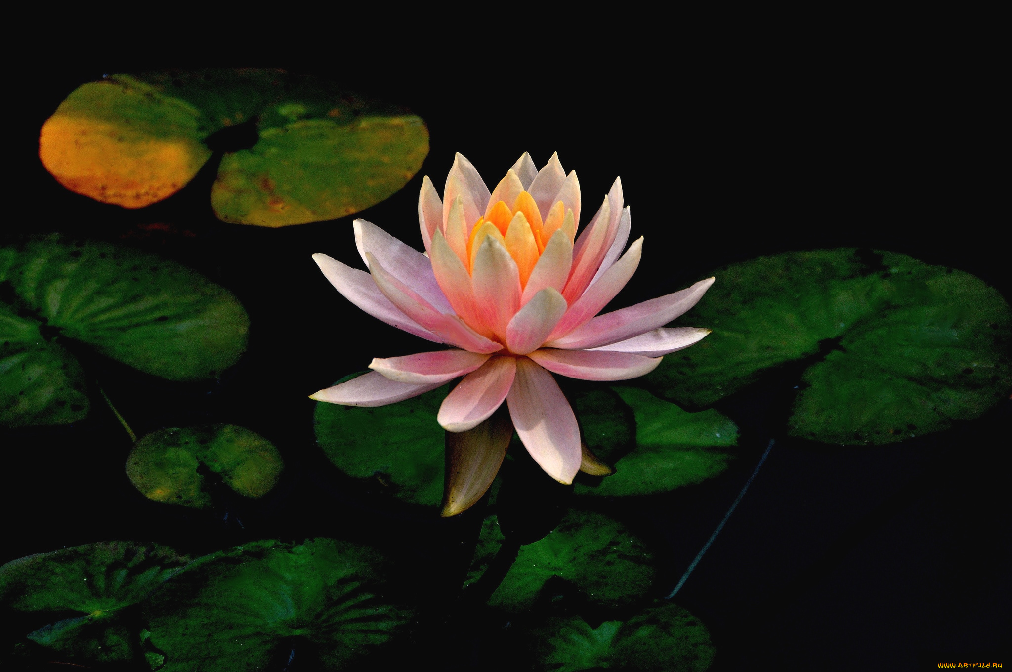 цветы, лилии, водяные, нимфеи, кувшинки, розовый