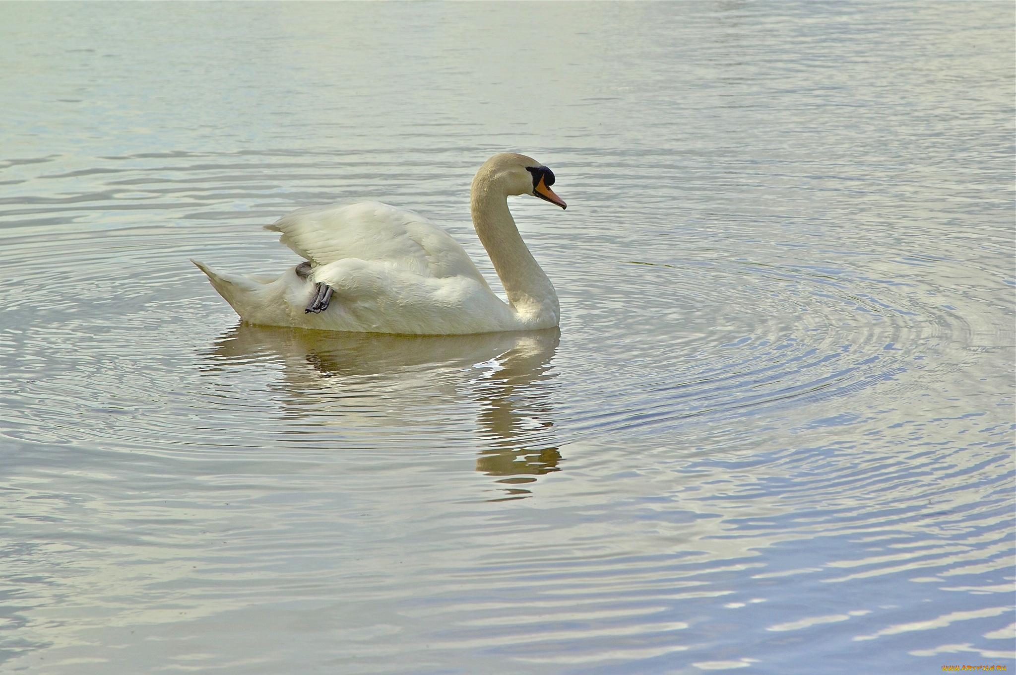 животные, лебеди, грация, белый, лебедь, вода