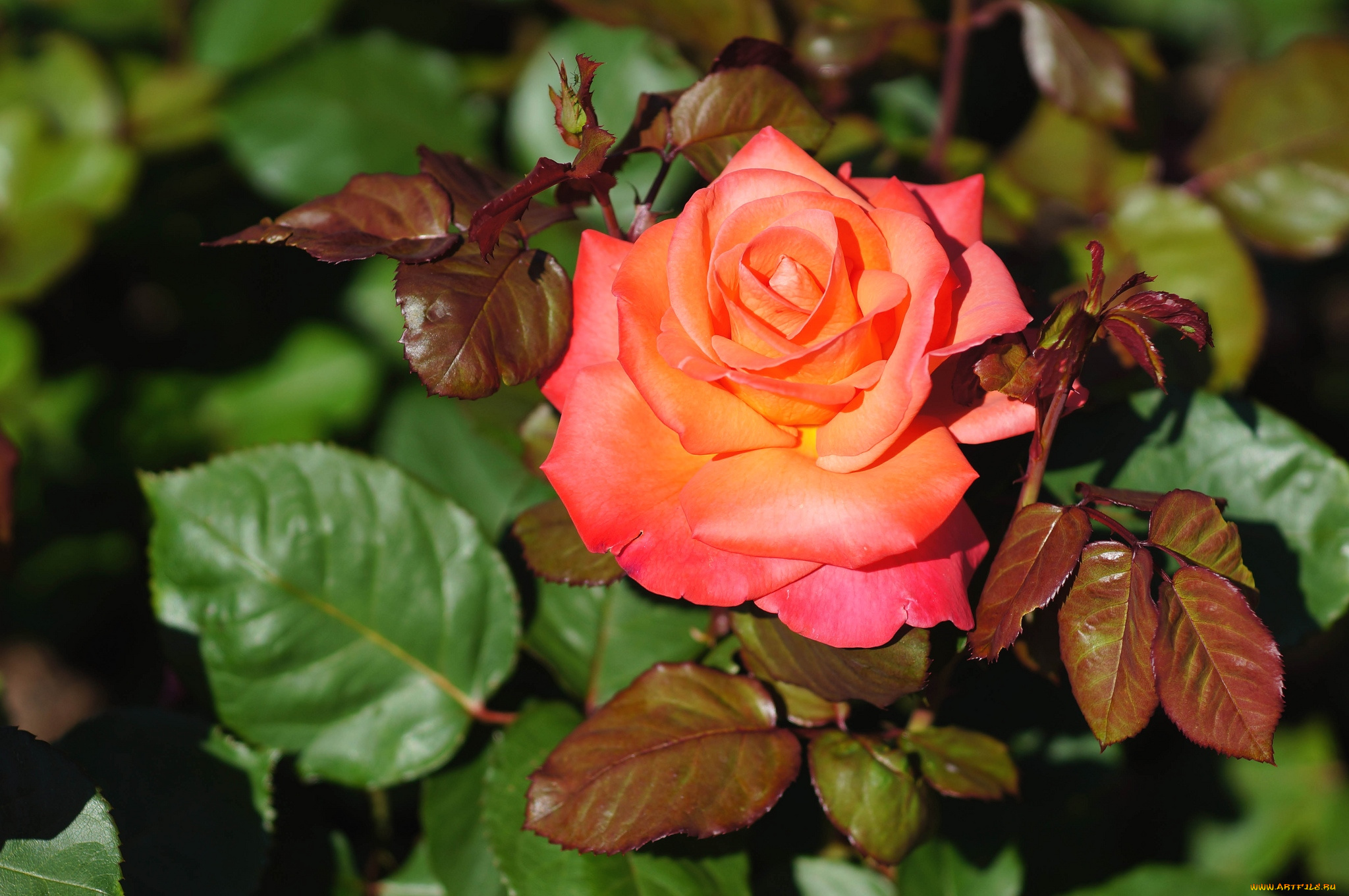 цветы, розы, лепестки