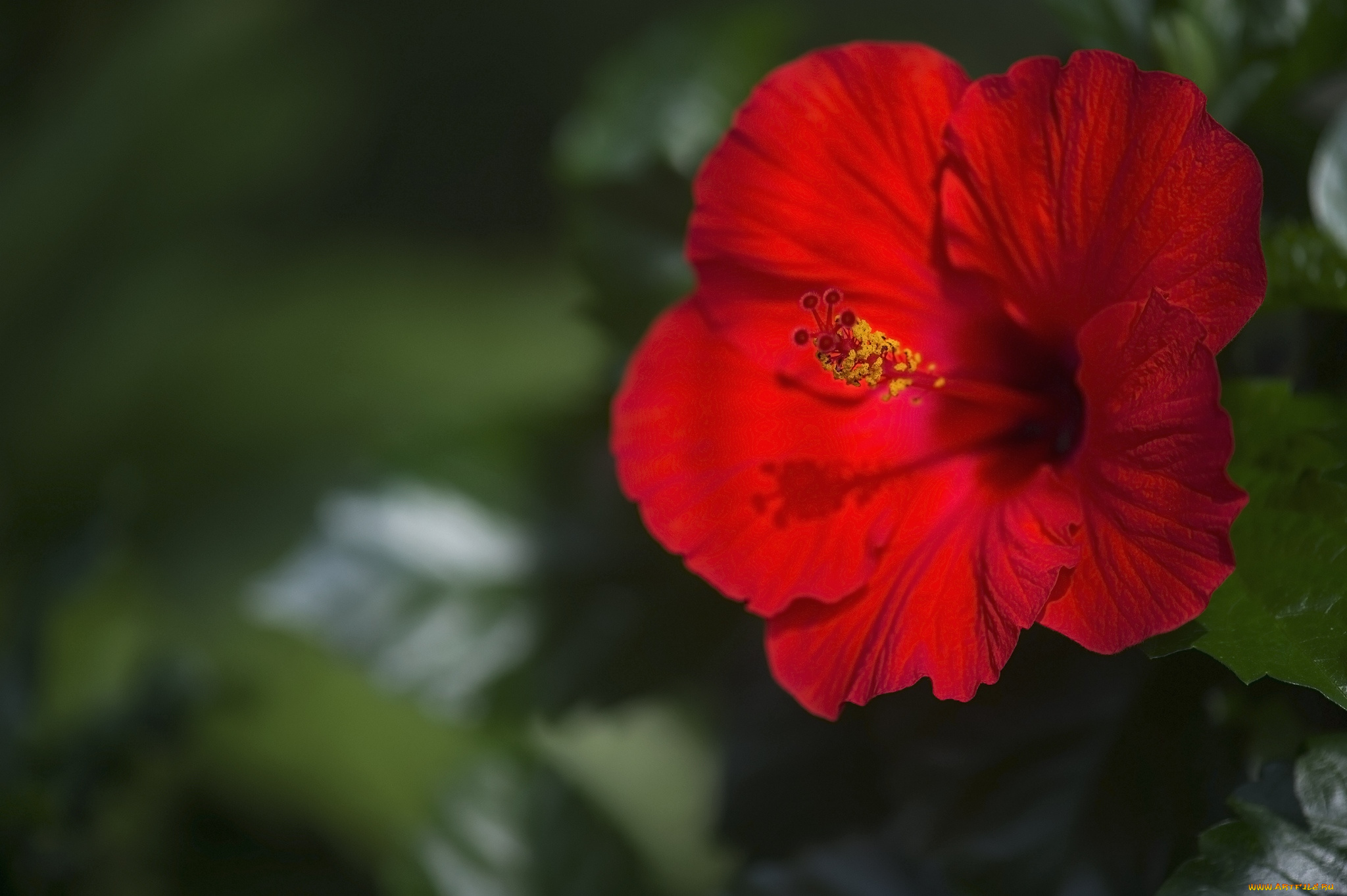 цветы, гибискусы, красный