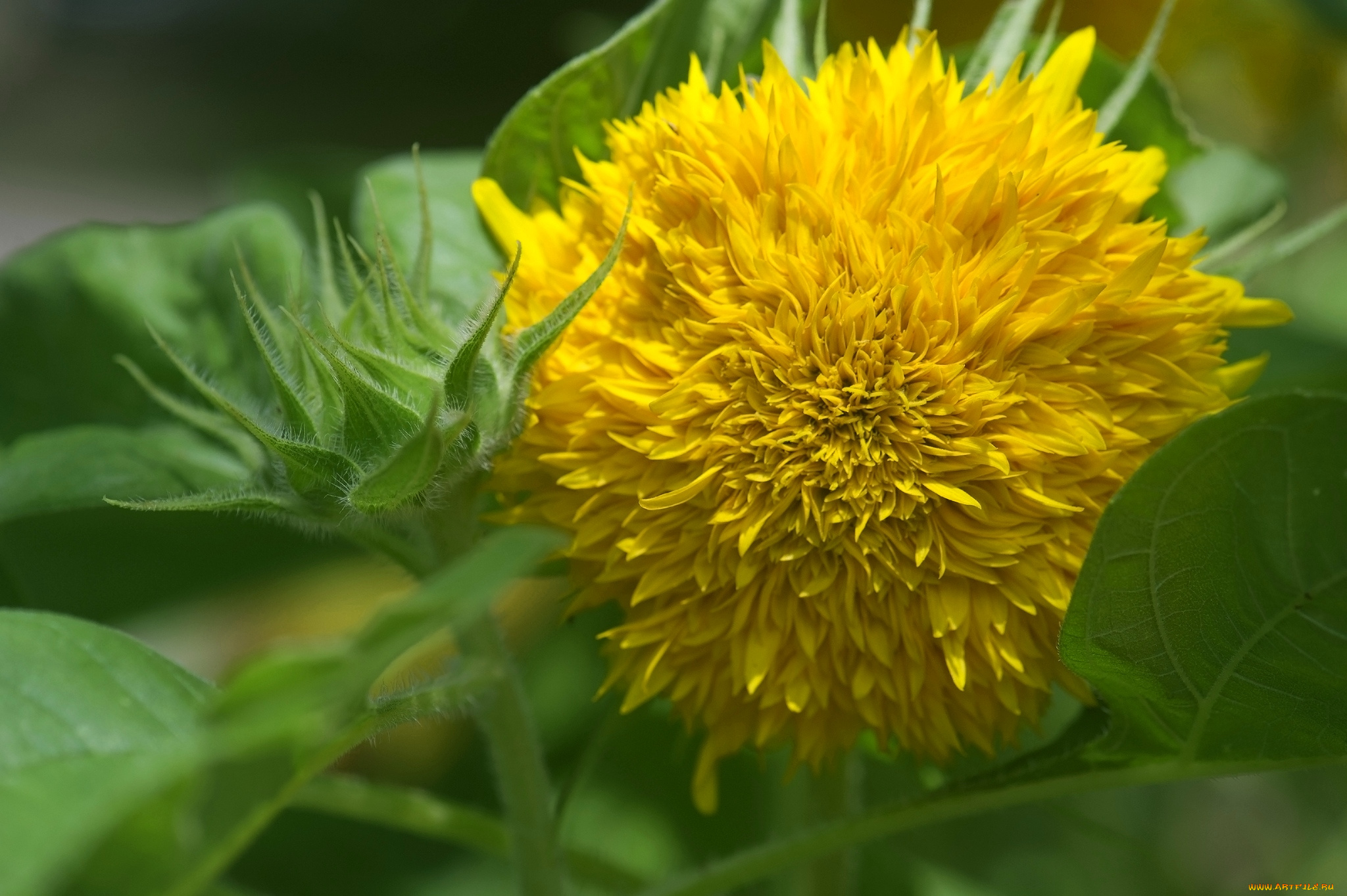 цветы, подсолнухи, желтый