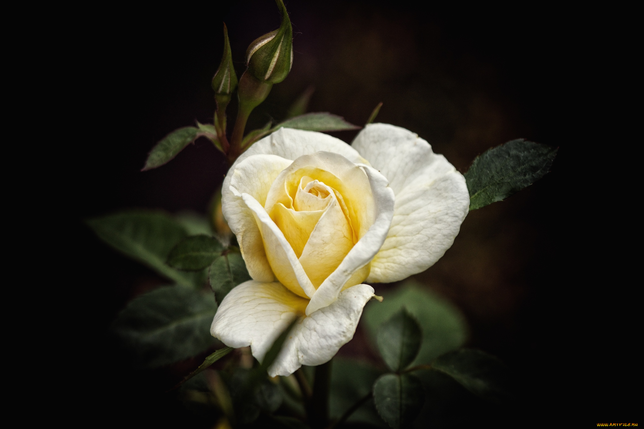 цветы, розы, бутон