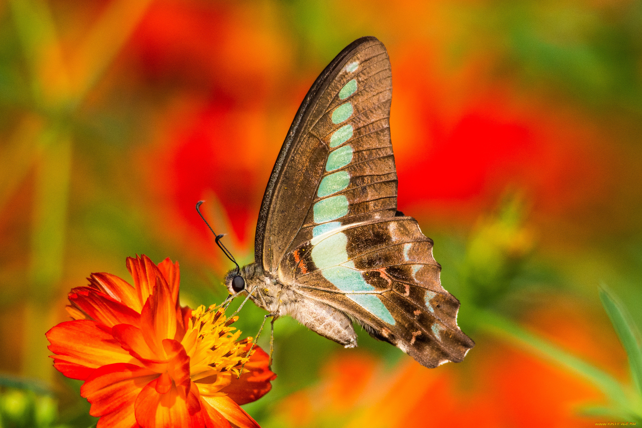 животные, бабочки, бабочка, цветок