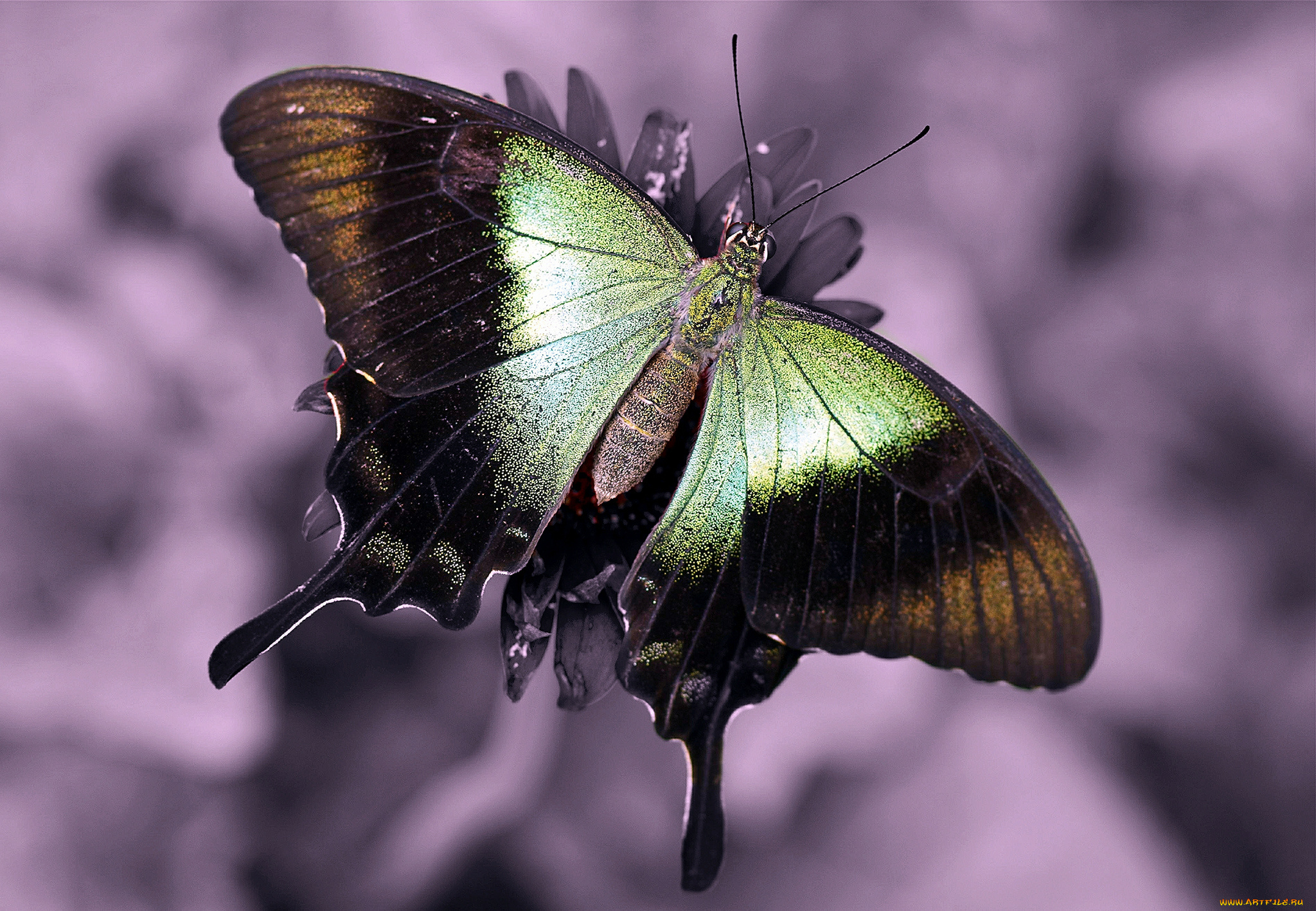 животные, бабочки, цветок, бабочка