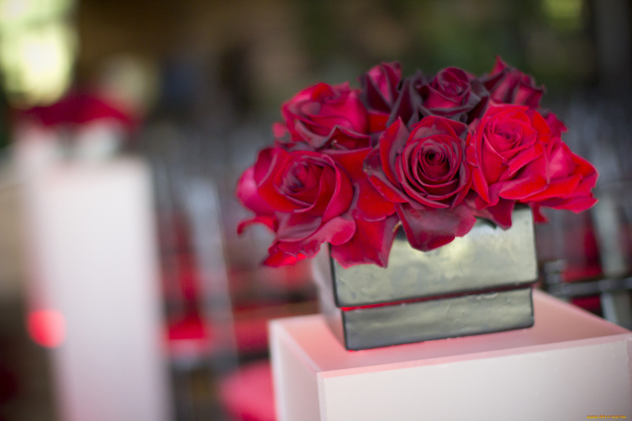 цветы, розы, бордо