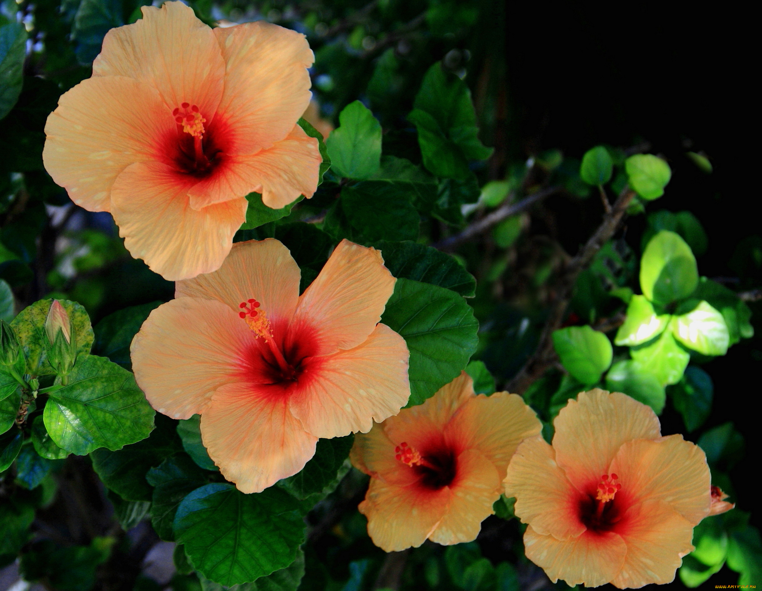 цветы, гибискусы, гибискус